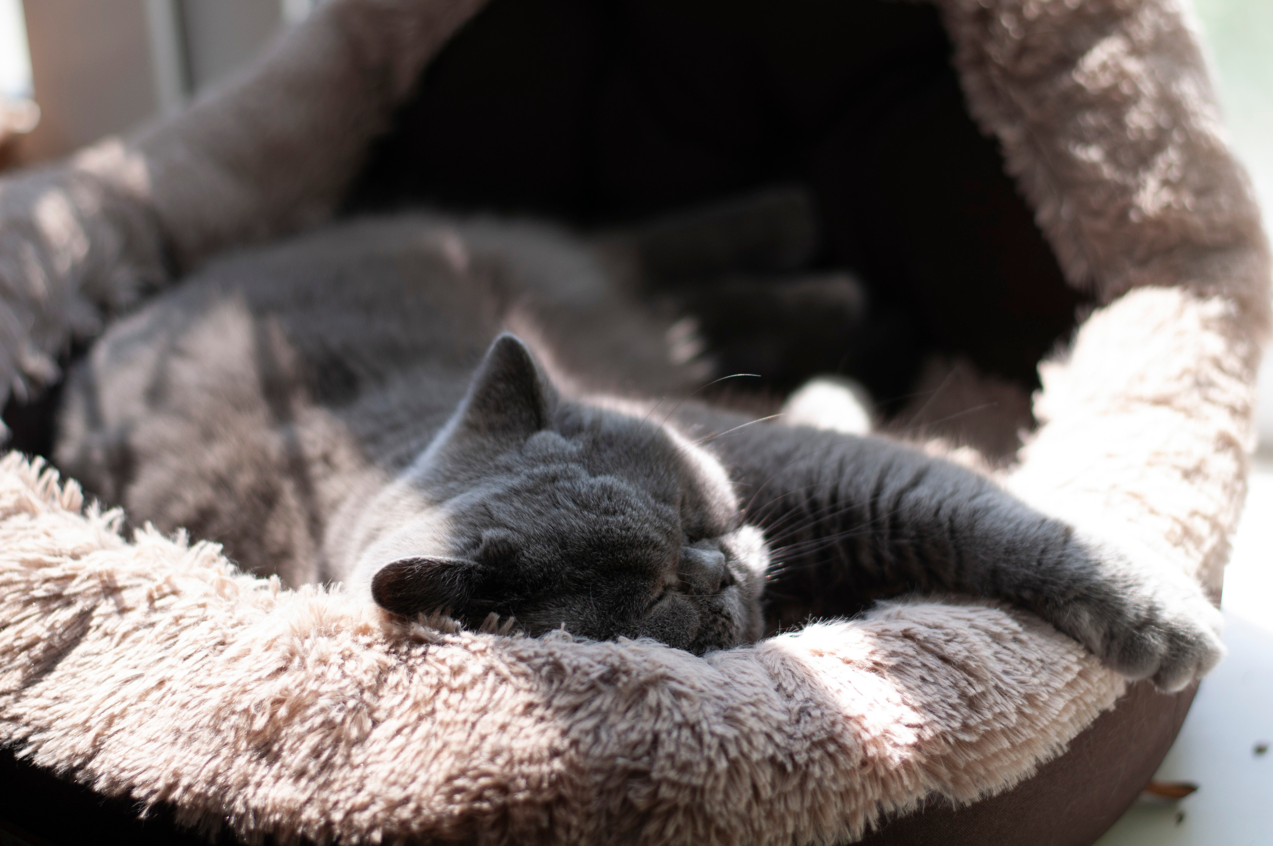 Питомцы. Семейный и детский фотограф в Екатеринбурге Наталия Акимова