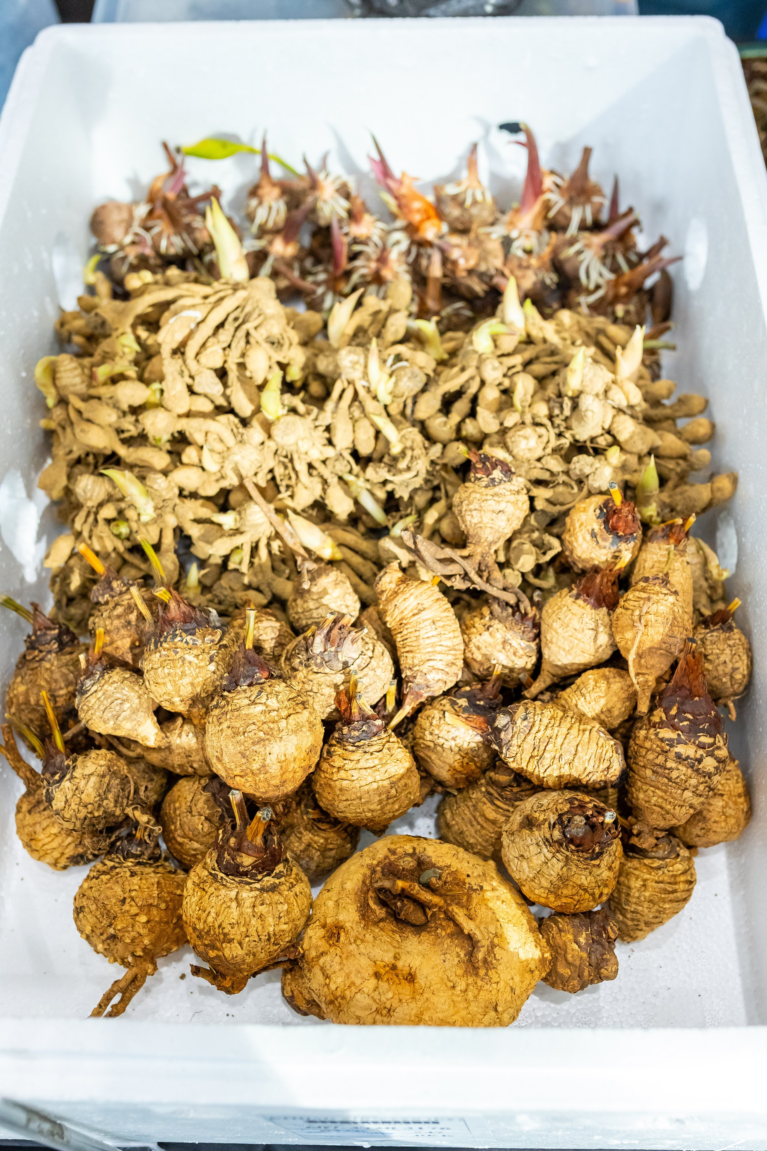 Монстериум апрель 2025. Александра Куликова фотограф, Москва