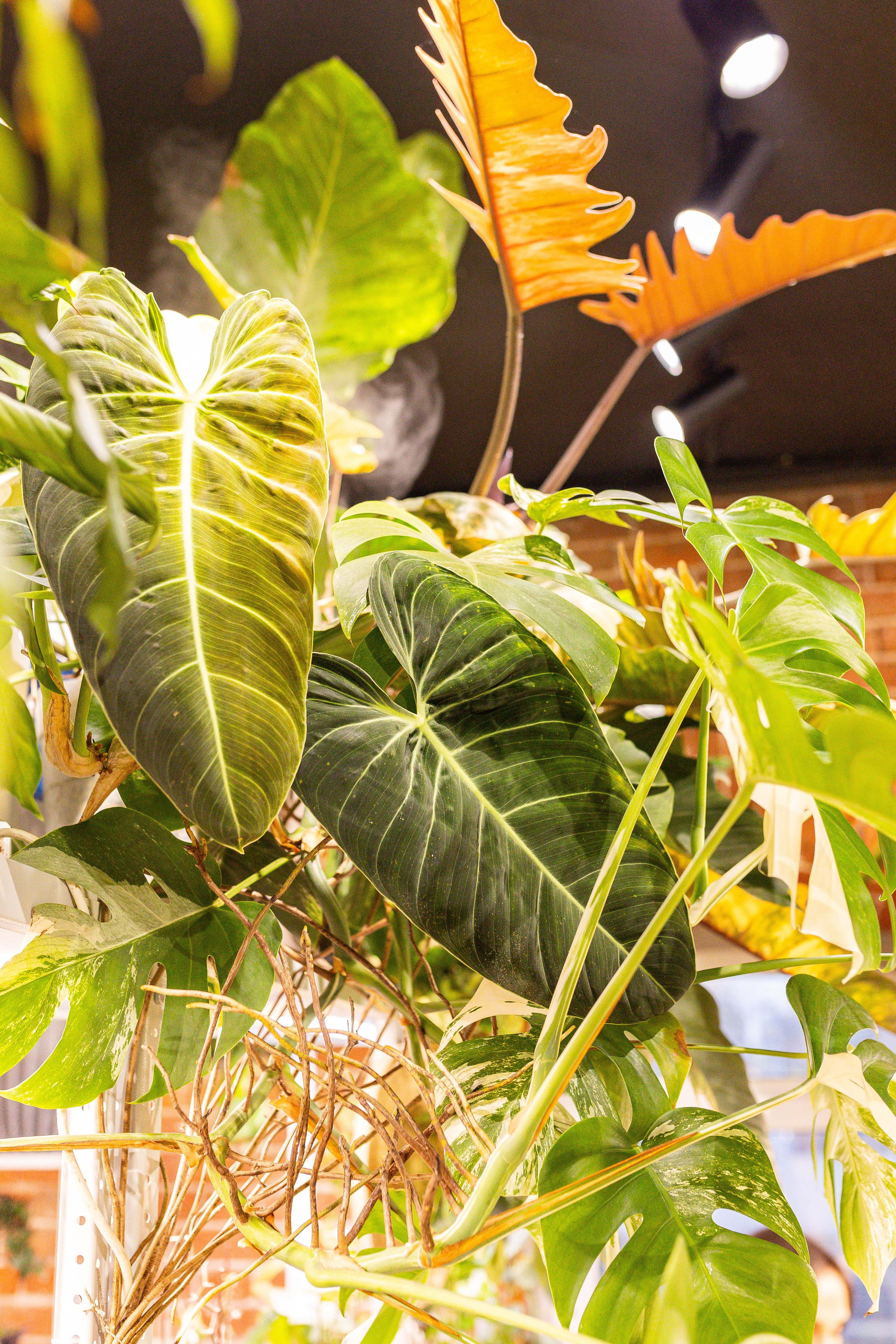 Green_Rare Ярмарка февраль 2025. Александра Куликова фотограф, Москва