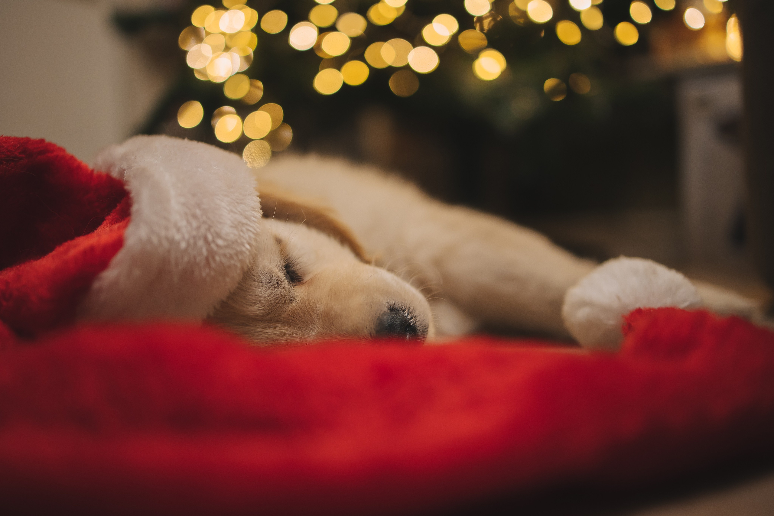 Снежик и Веста, НГ. Свадебный и женский фотограф