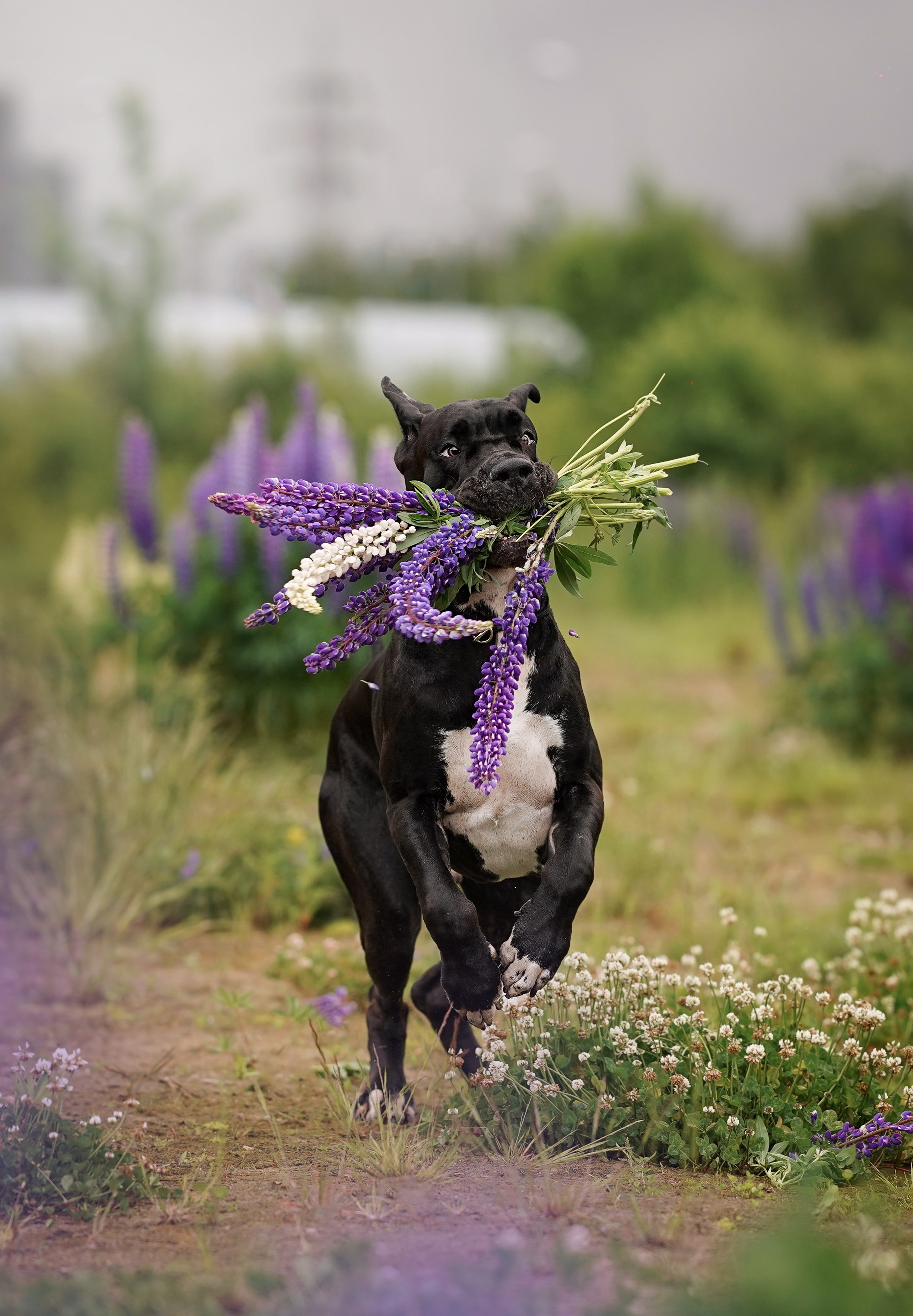 Вика и Трофей люпины. Фотограф-анималист в Санкт-Петербурге Яна Мартынова