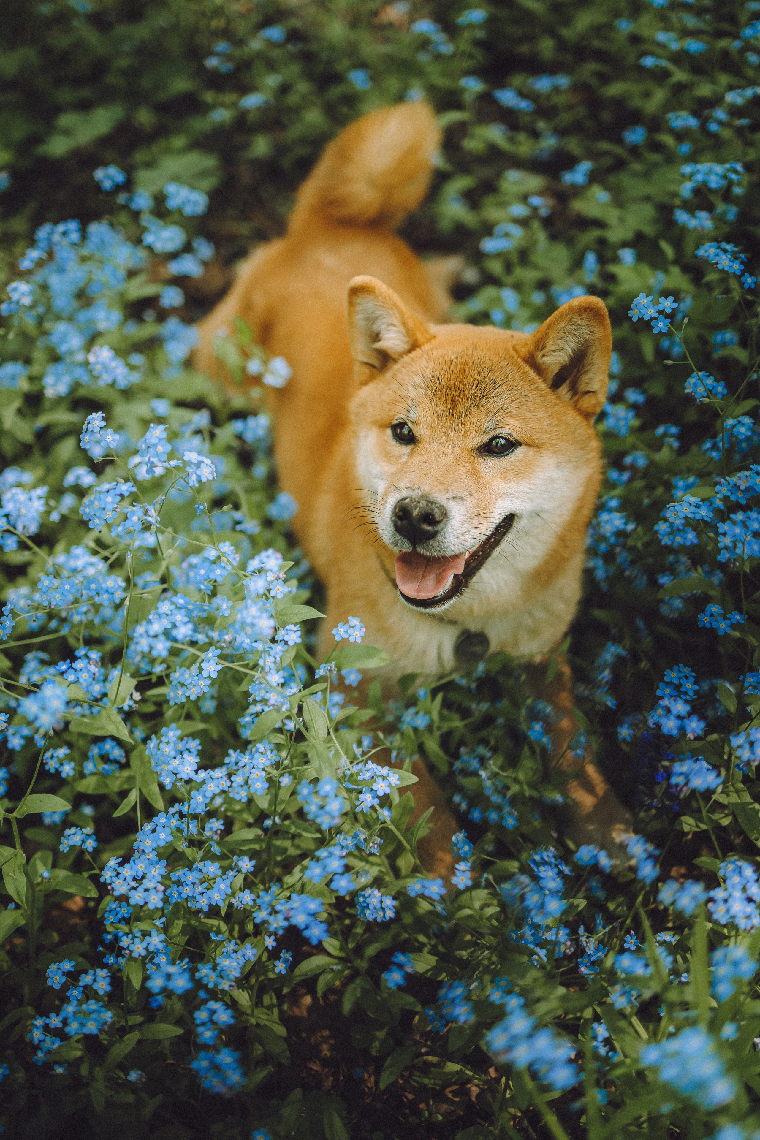 Шед, Цири, Чиби, Цера и их семья