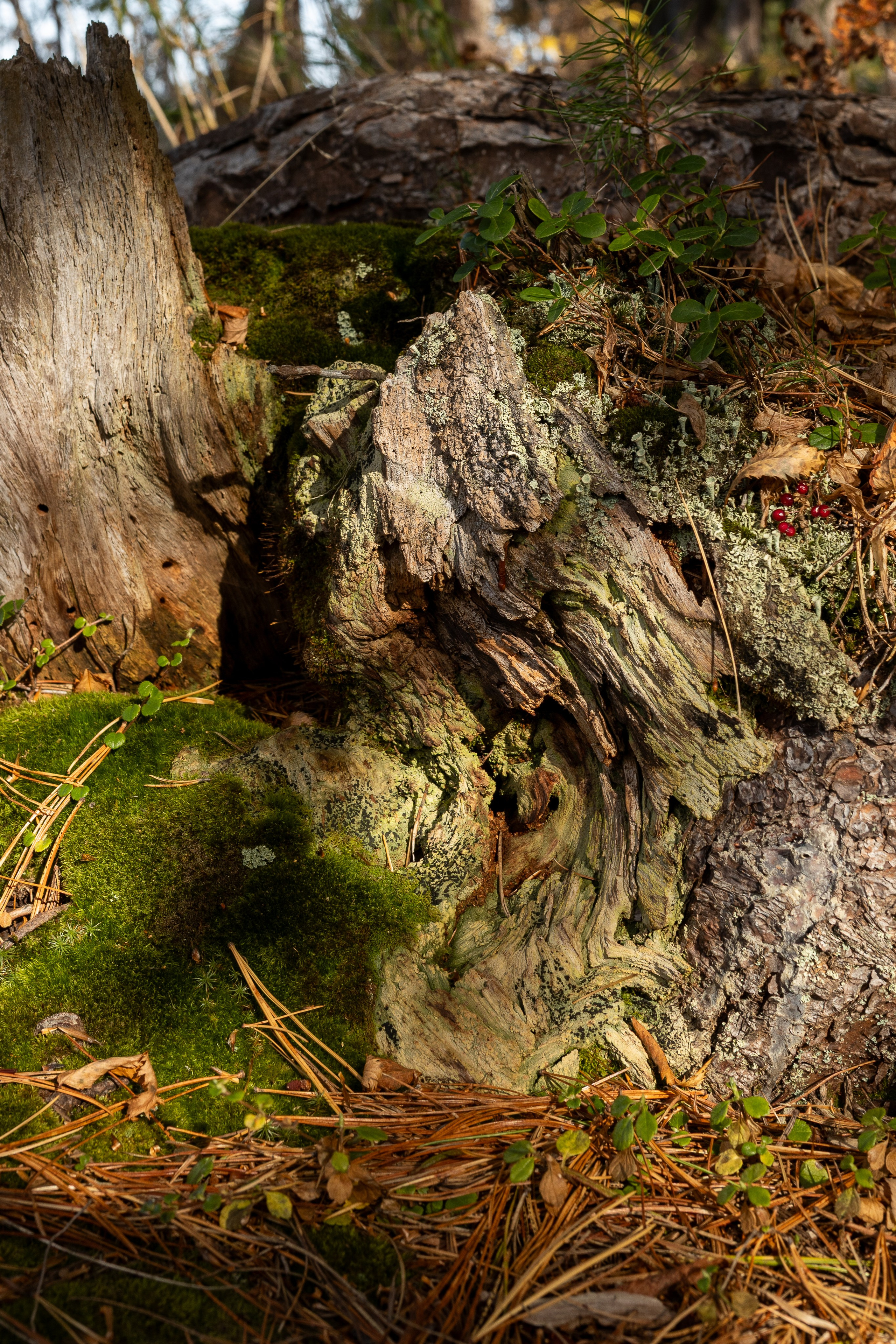 Эко — парк «Танхой». Осенняя съемка. Интерьерный, предметный и контент фотограф в Иркутске Наталья Карпова