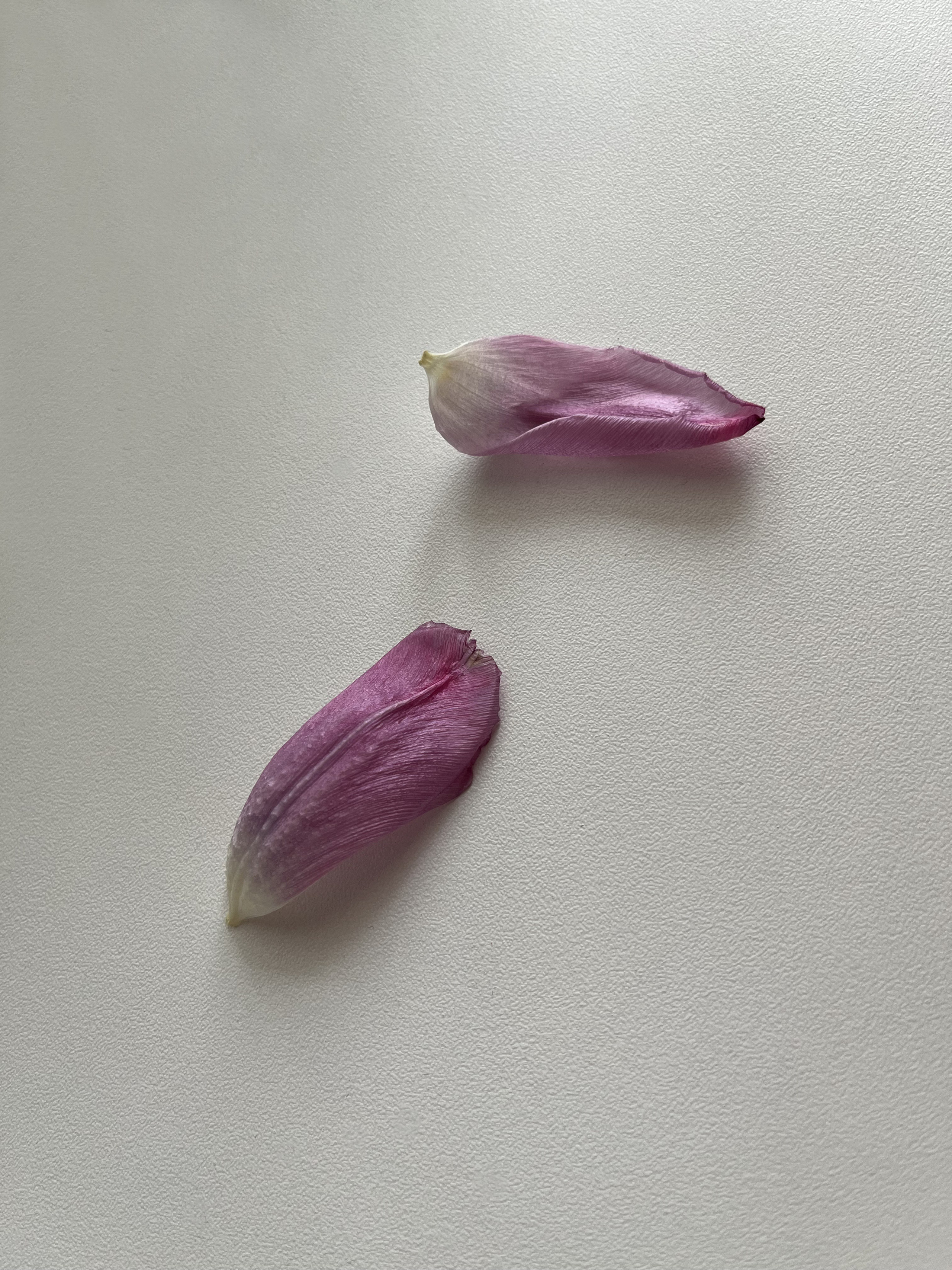 Предметная съемка. Art direction & Design | Curiosa