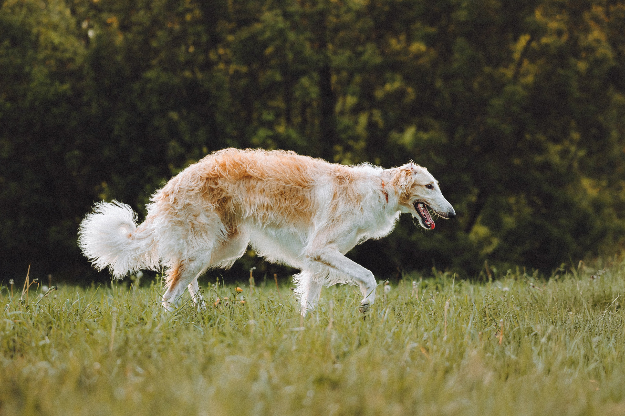 Илай, Зайка и их семья