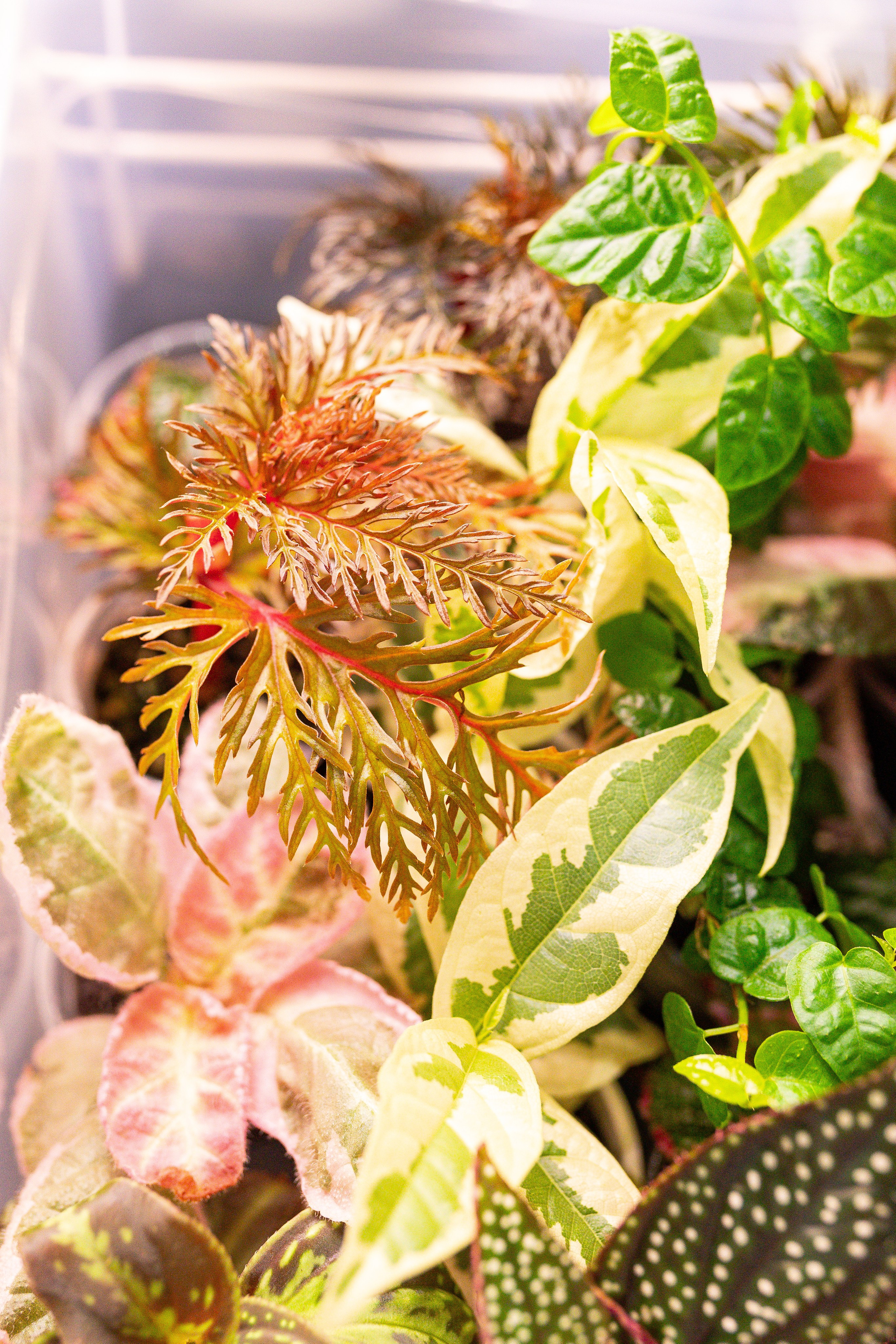 Монстериум 11–12 октября. Александра Куликова фотограф, Москва