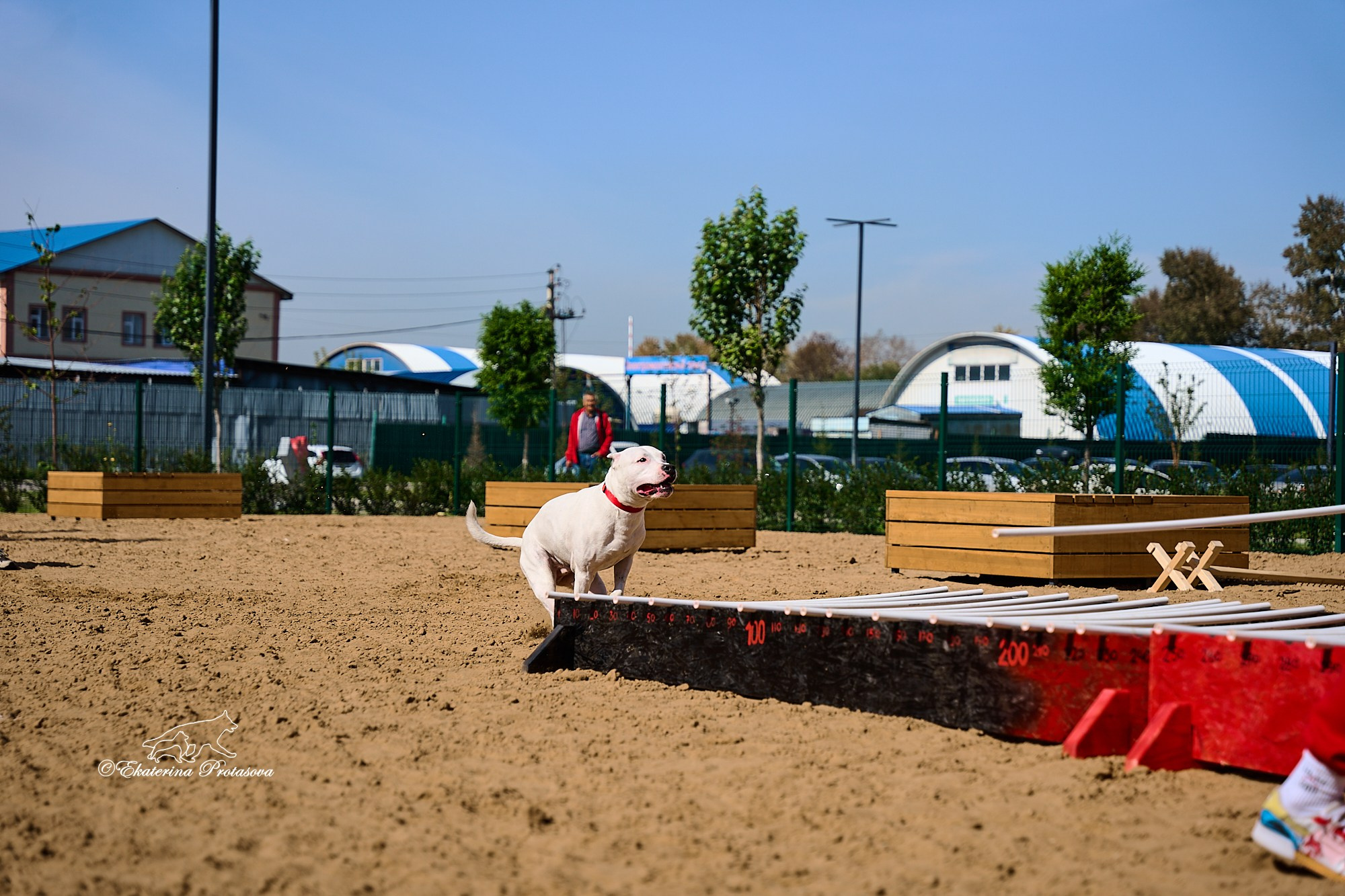 Питстафф многоборье. Фотограф-анималист в Иркутске