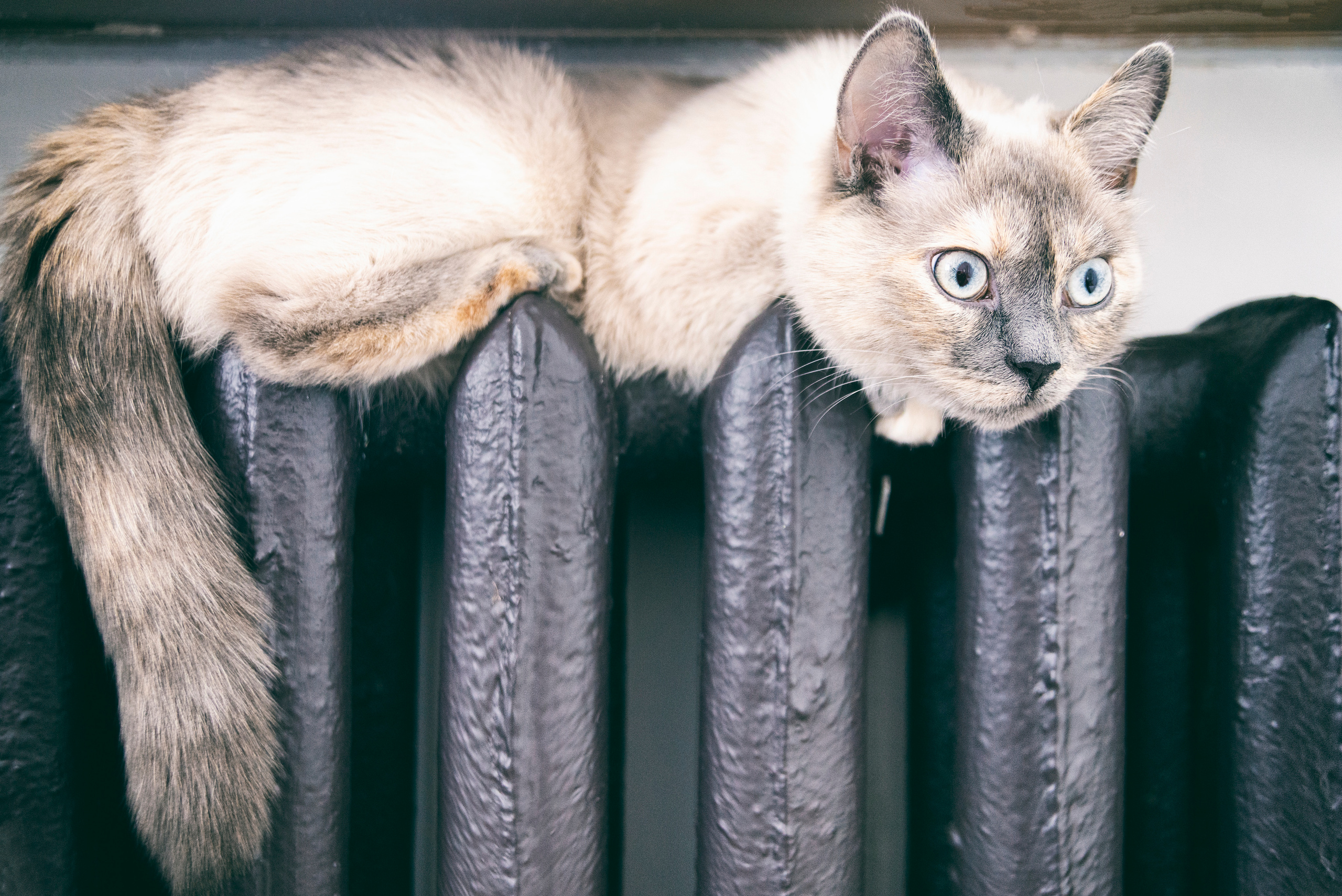 Съёмка животных и макро фото (Photographing animals and macro). Фотограф (photographer) Lischinski Vitaliy