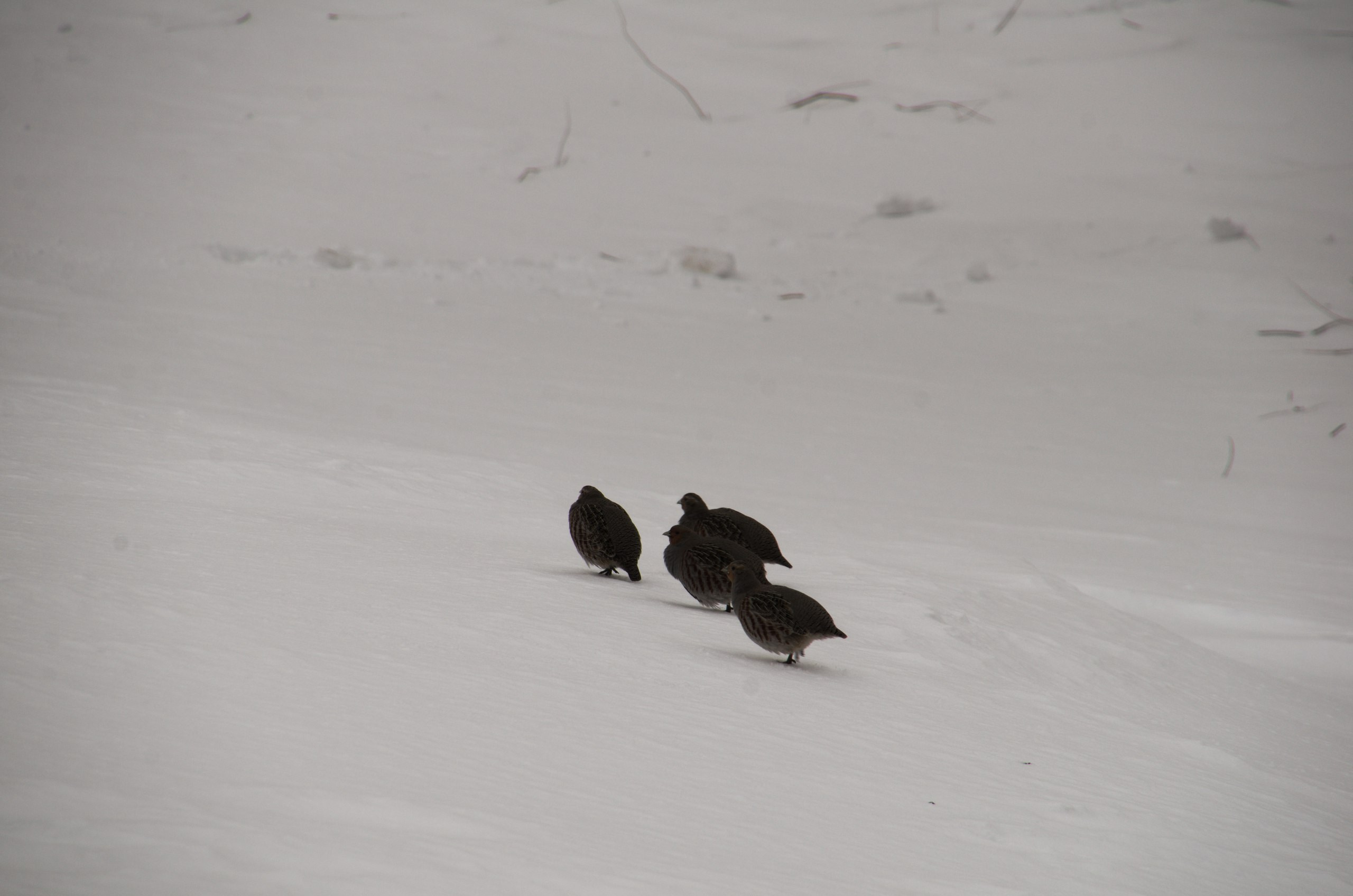 Волгоград | 03-04.03.2018. Галерея Фантим