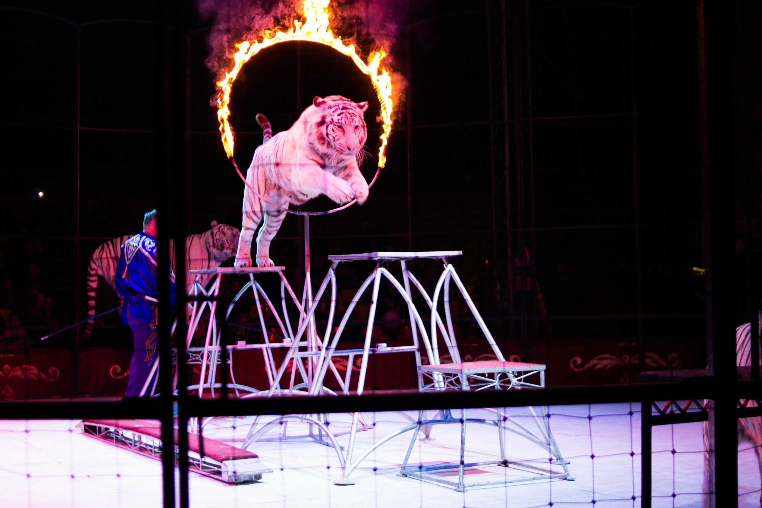 Репортаж шоу| представлений. Фотограф Диана Грачёва