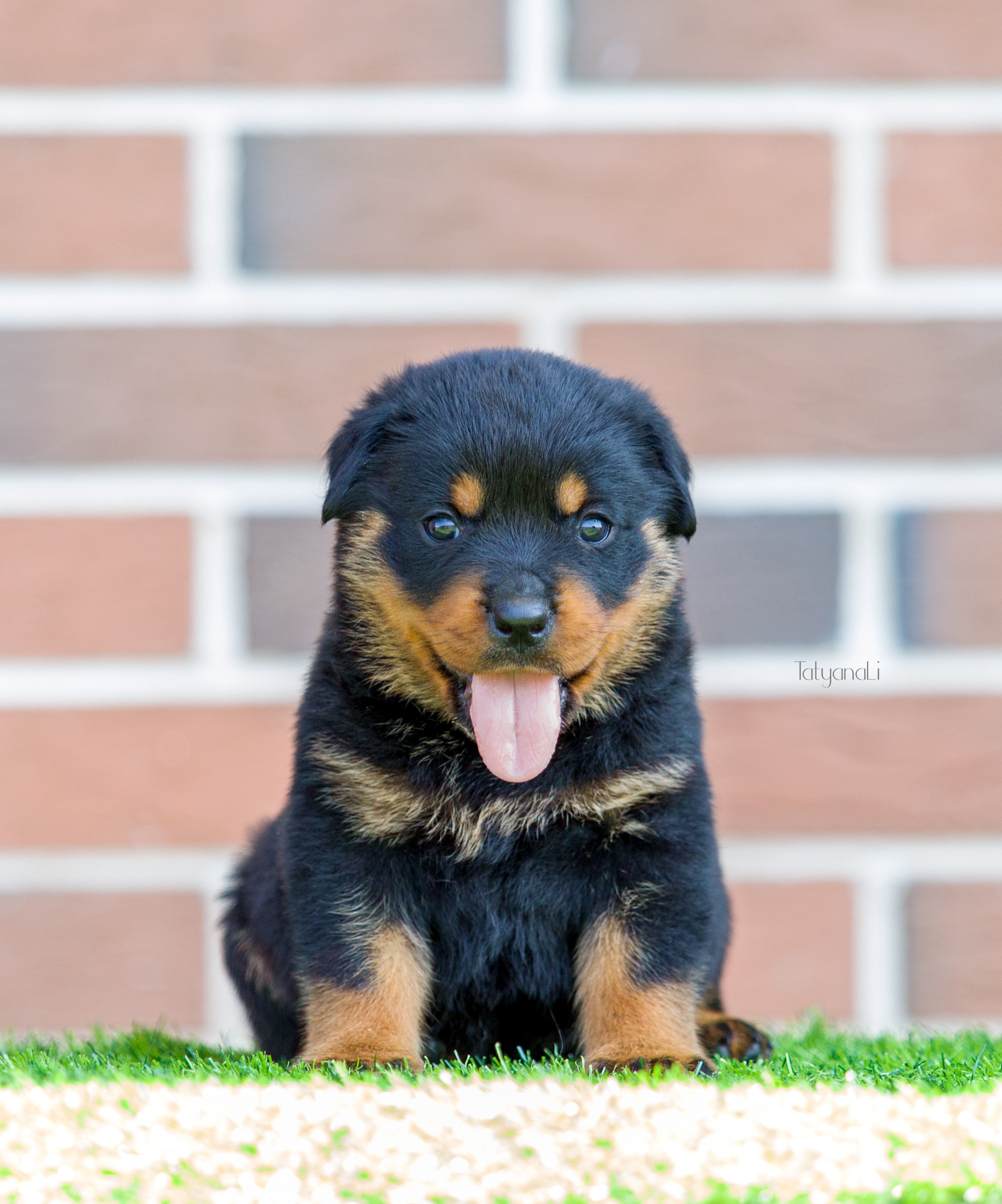 Ротвейлер. Фотограф — анималист Татьяна Ли