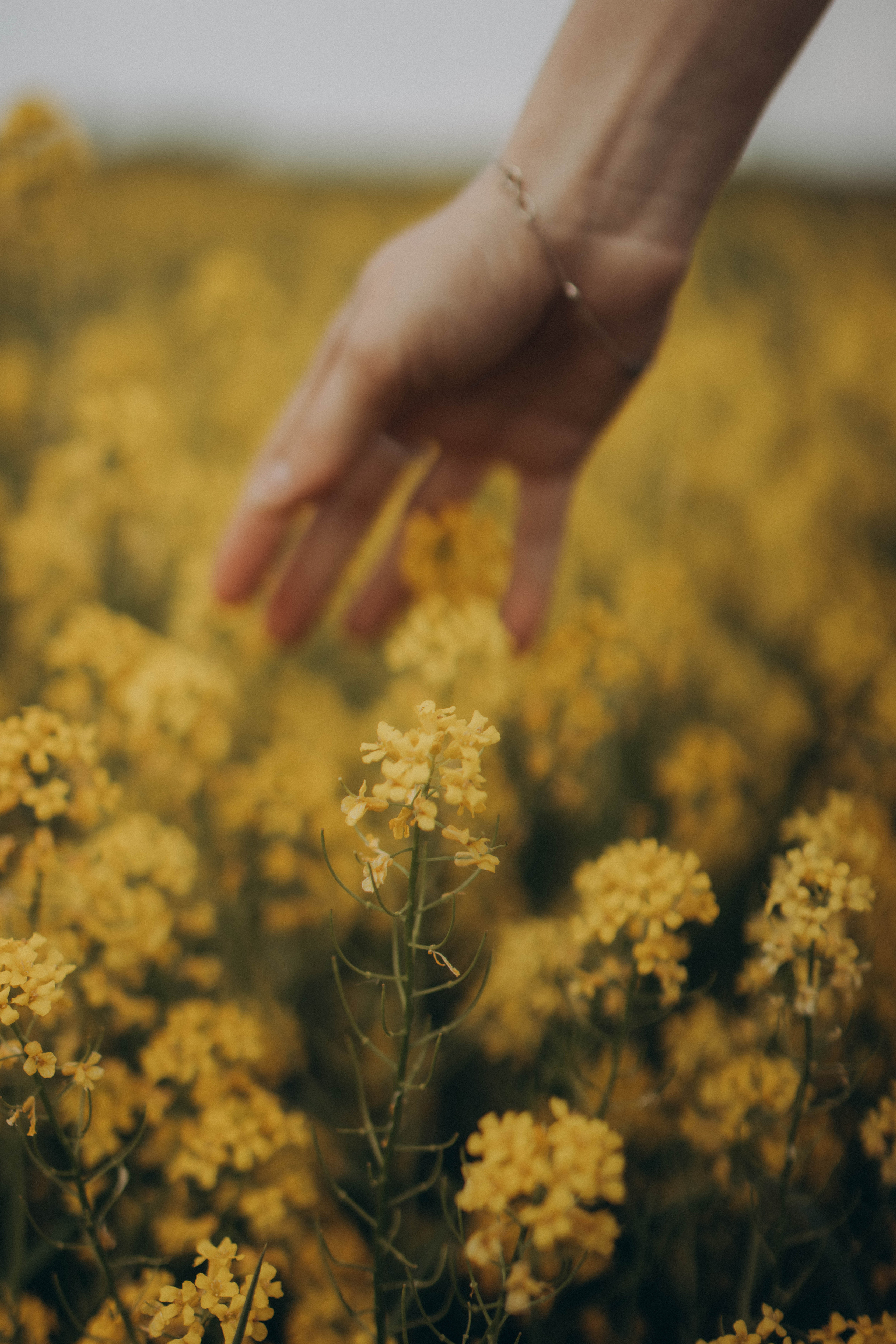 Золото майских полей. Фотограф в Санкт-Петербурге Ольга Гиляревская