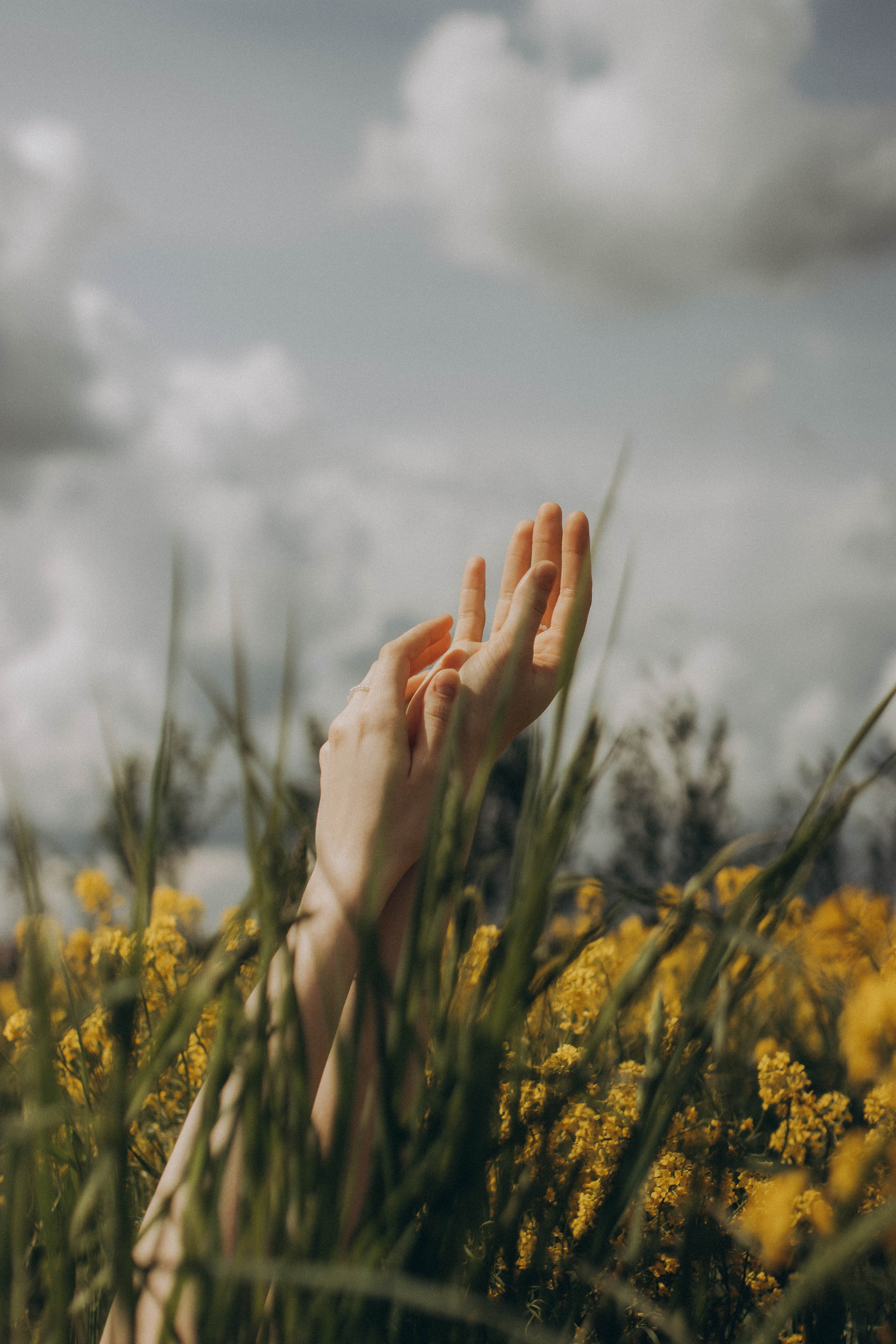 Золото майских полей. Фотограф в Санкт-Петербурге Ольга Гиляревская