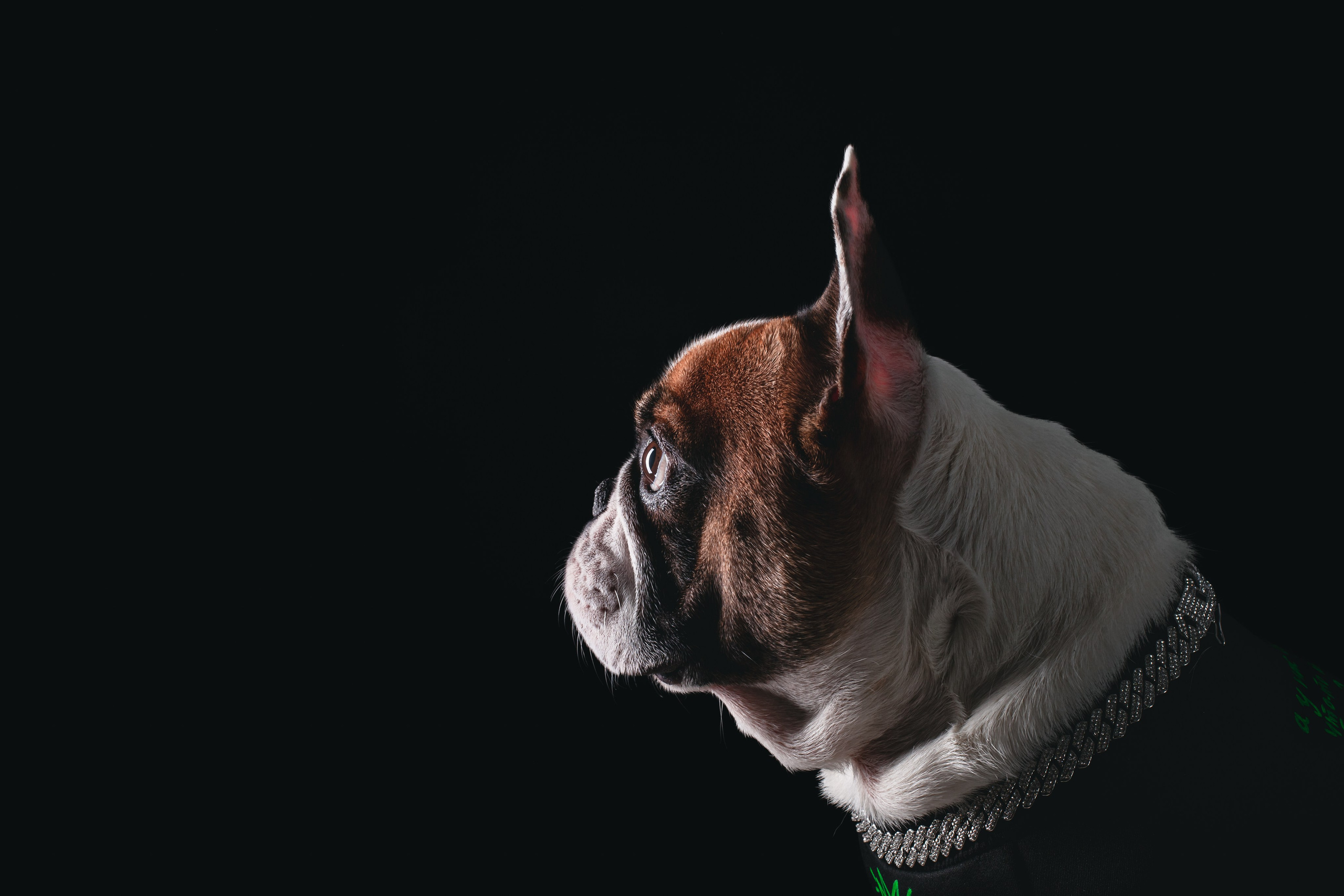 Фотограф-анималист Татьяна Степанова