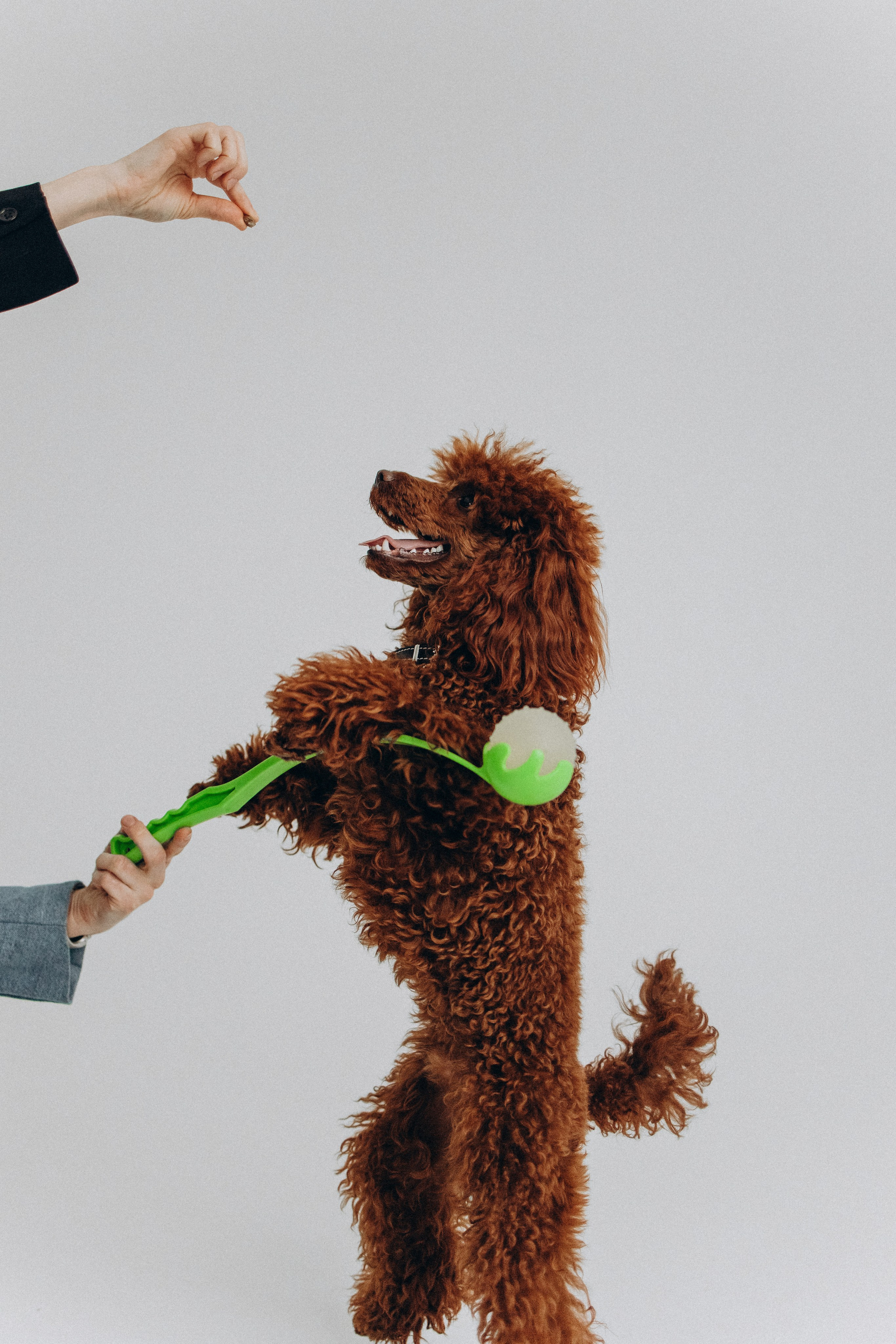 Катапульты. Фотораф — анималист Мария Шистка