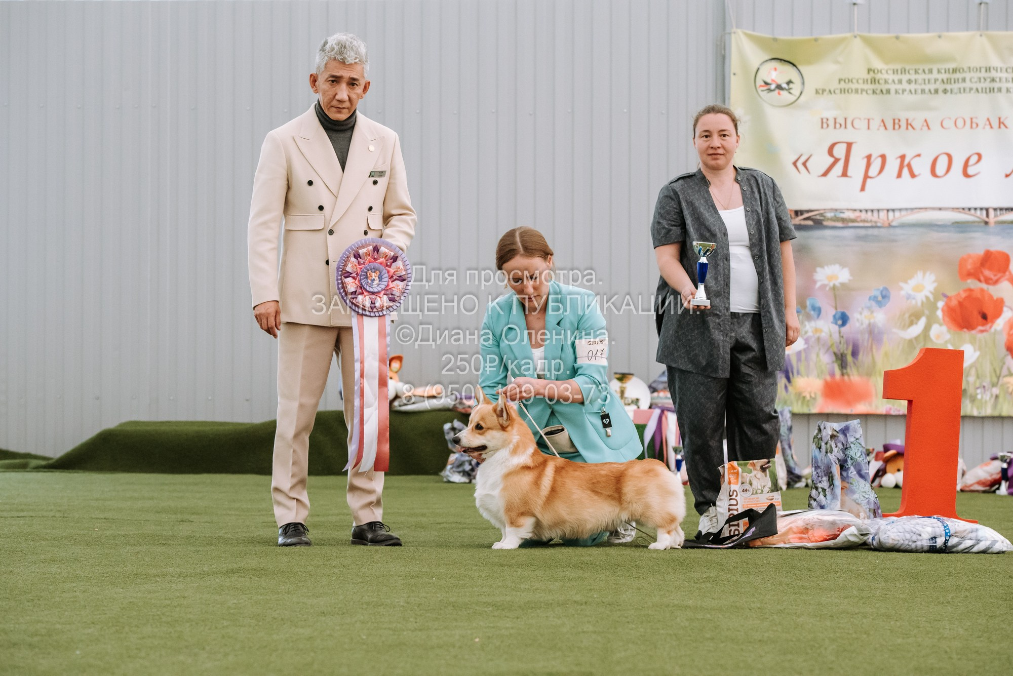 Выставка собак Красноярск 2.06. Фотограф Диана Оленина Красноярск / Братск