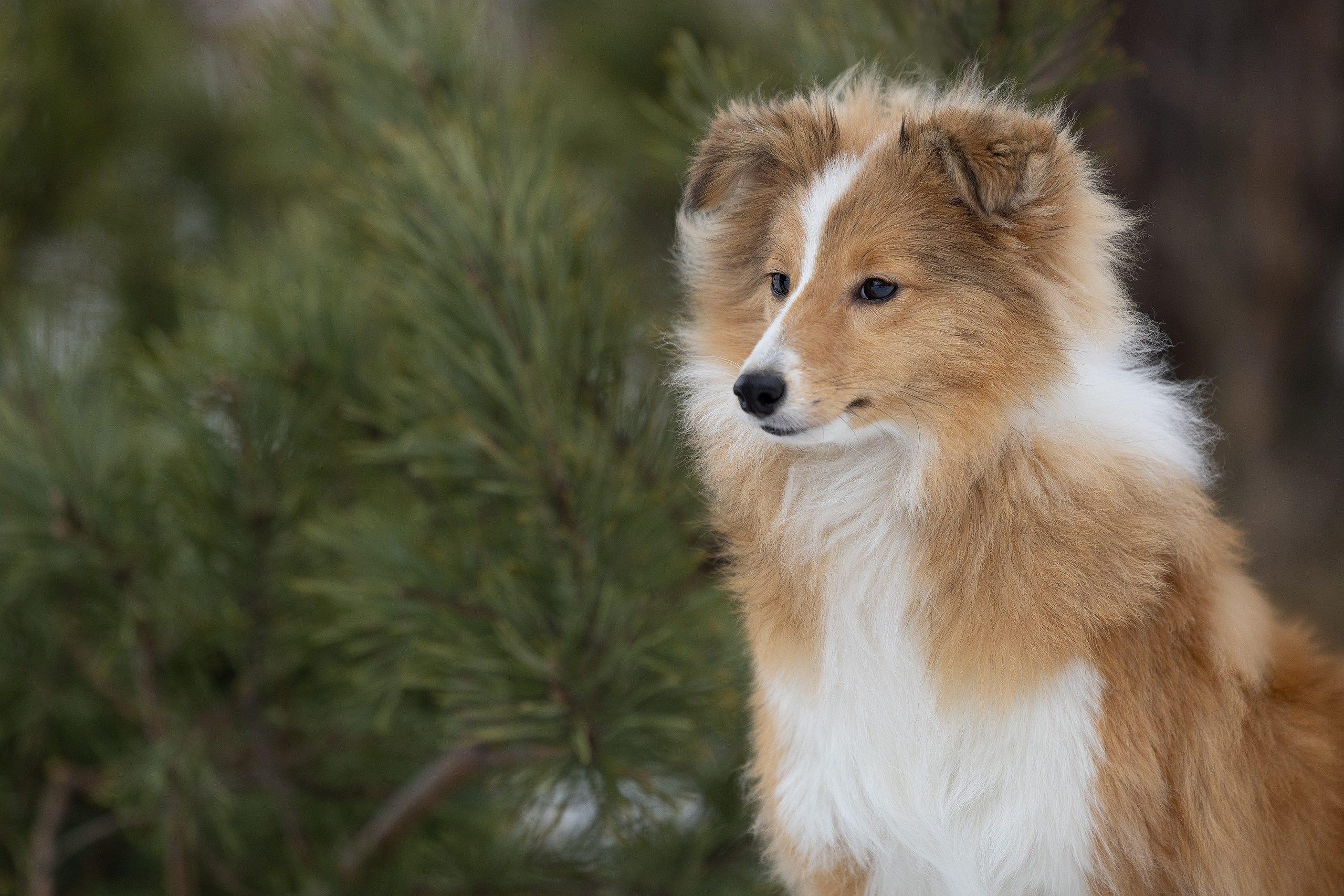 Питомник Стэйсилайн. Мои работы