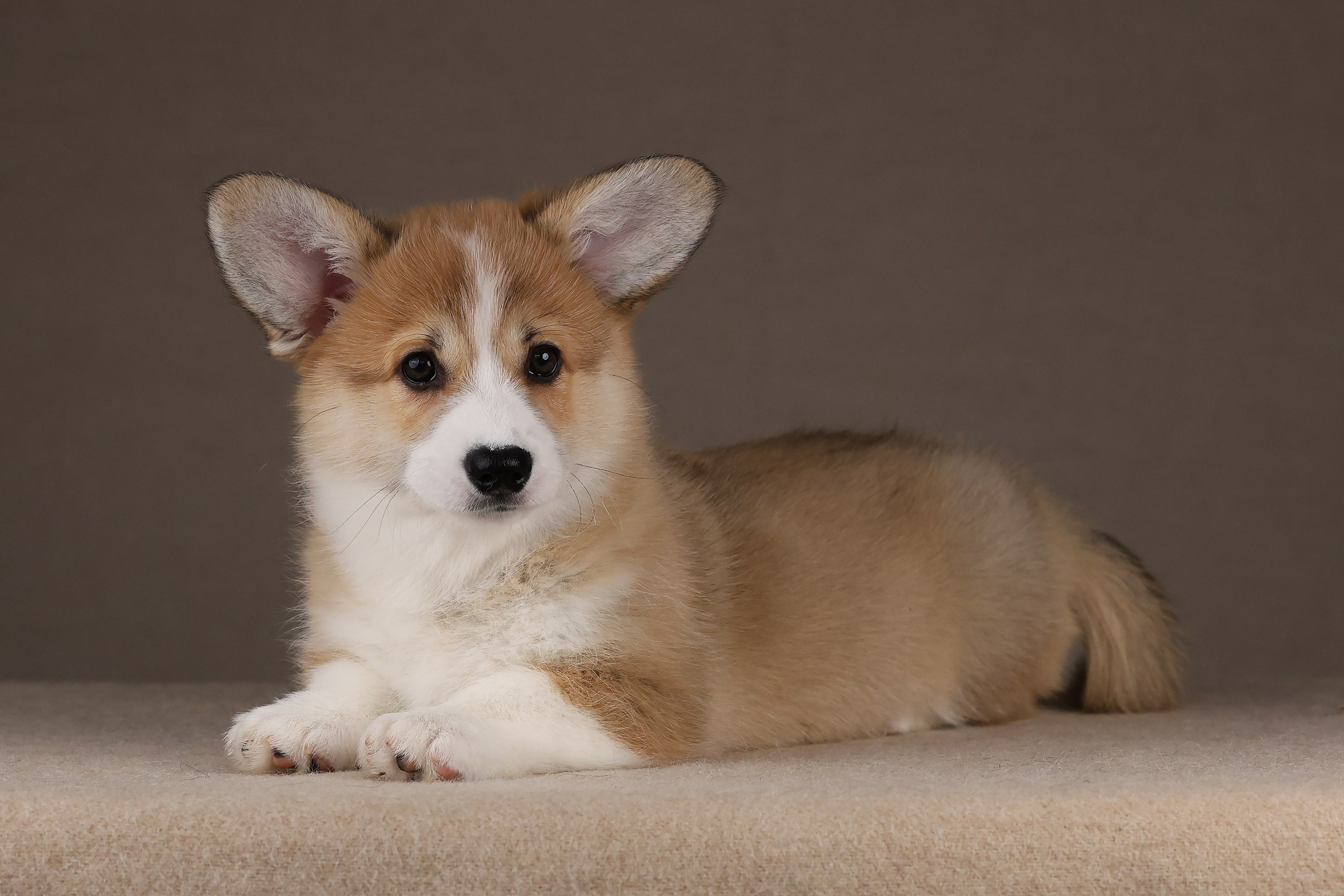 Питомник Mistycor. Мои работы