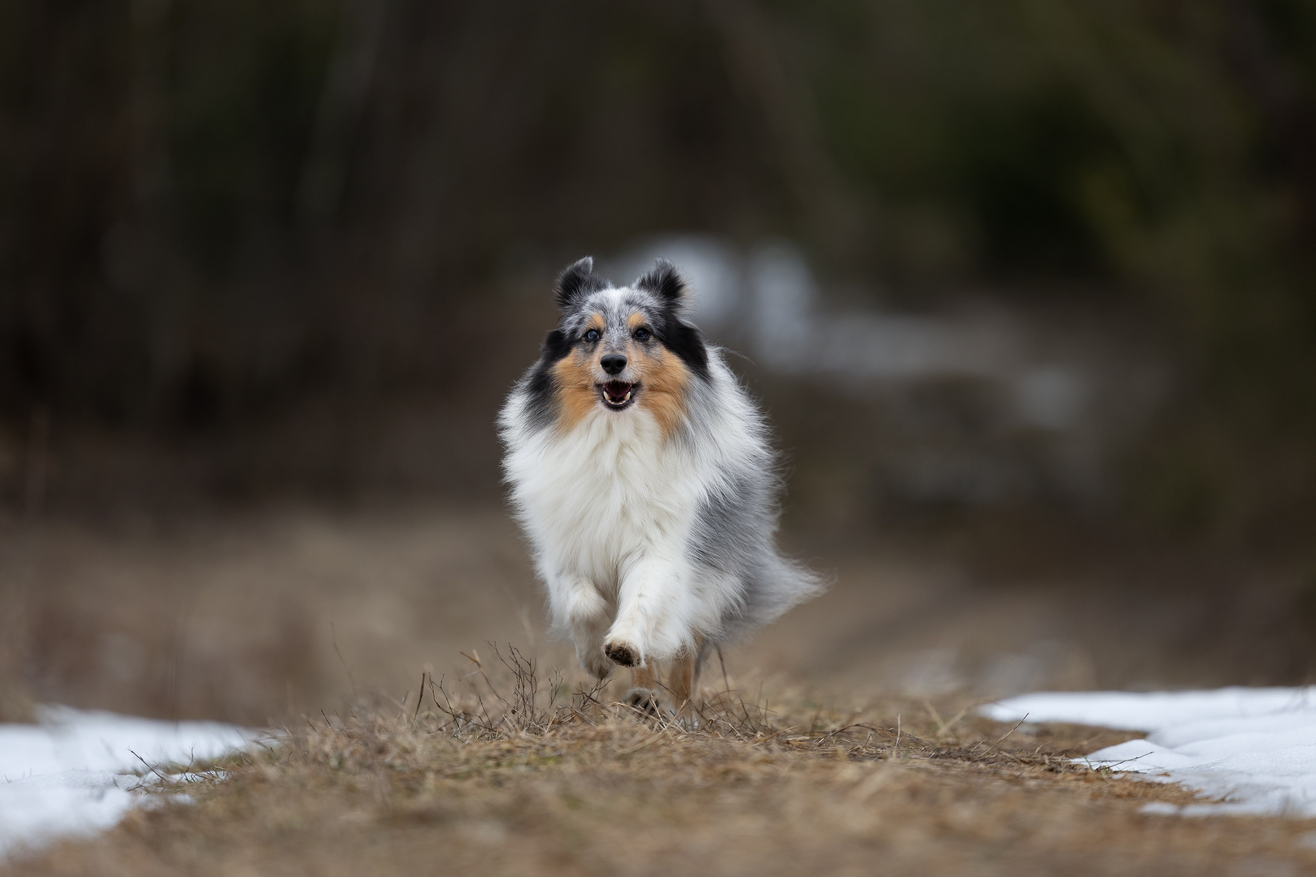 Елена и шелти. Мои работы