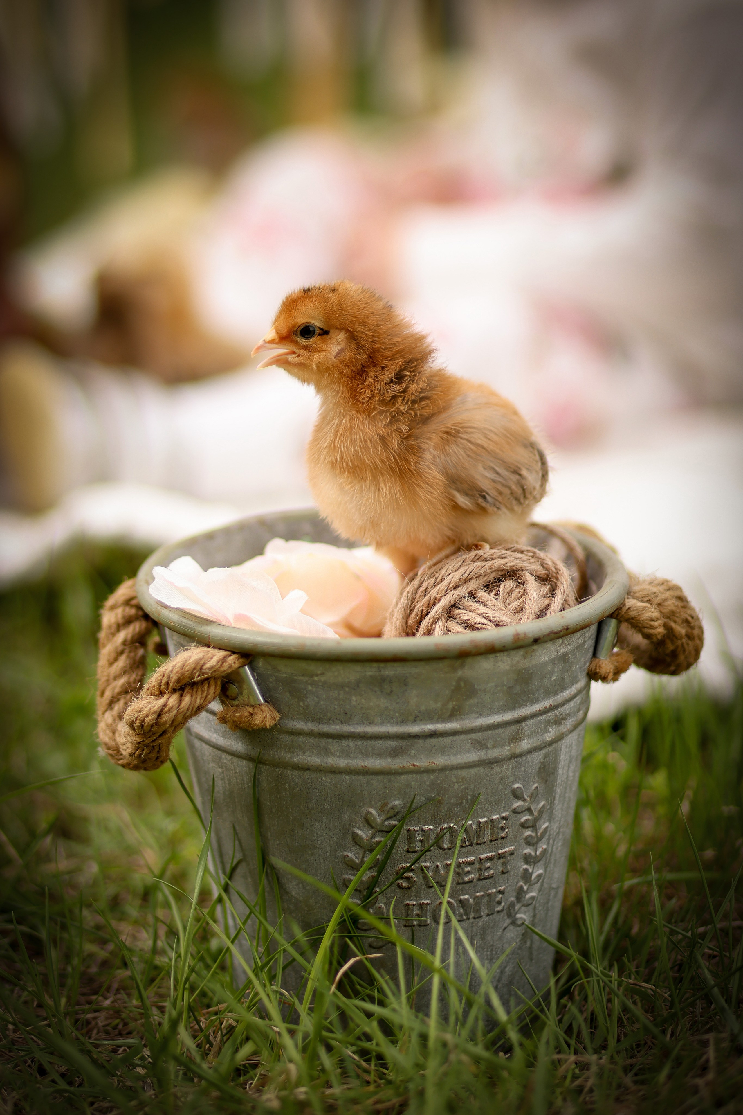 Съёмки с животными. Фотограф в Самаре