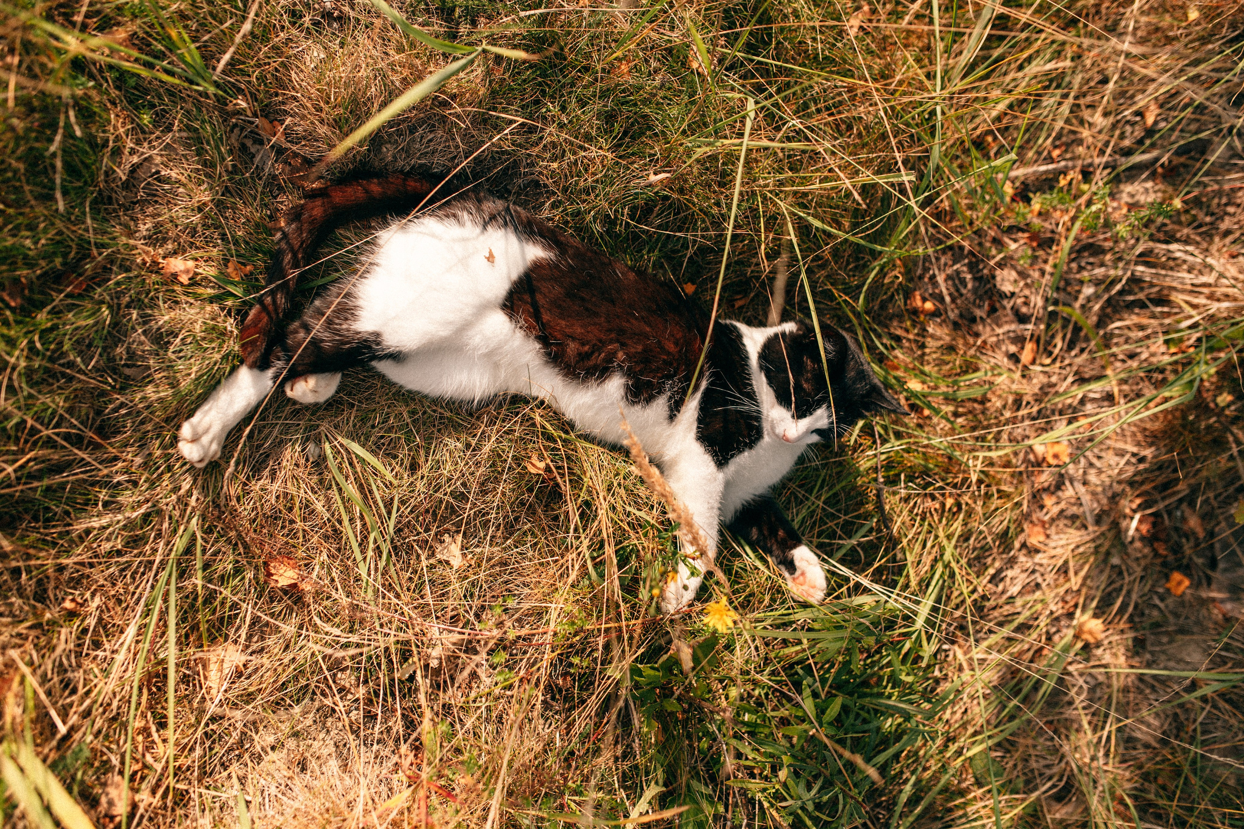Суаре на ферме. Фотограф Светлана Васильева