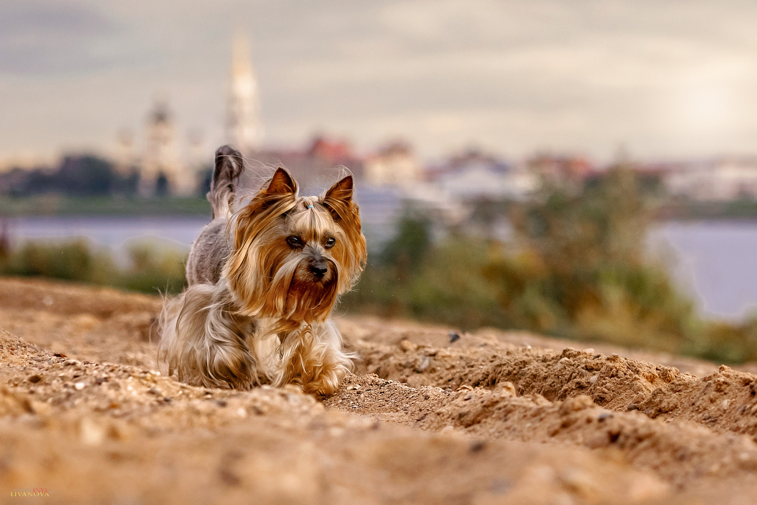 Катя + Астин и Олаф. Фотограф анималист Аня Ливанова | Рыбинск