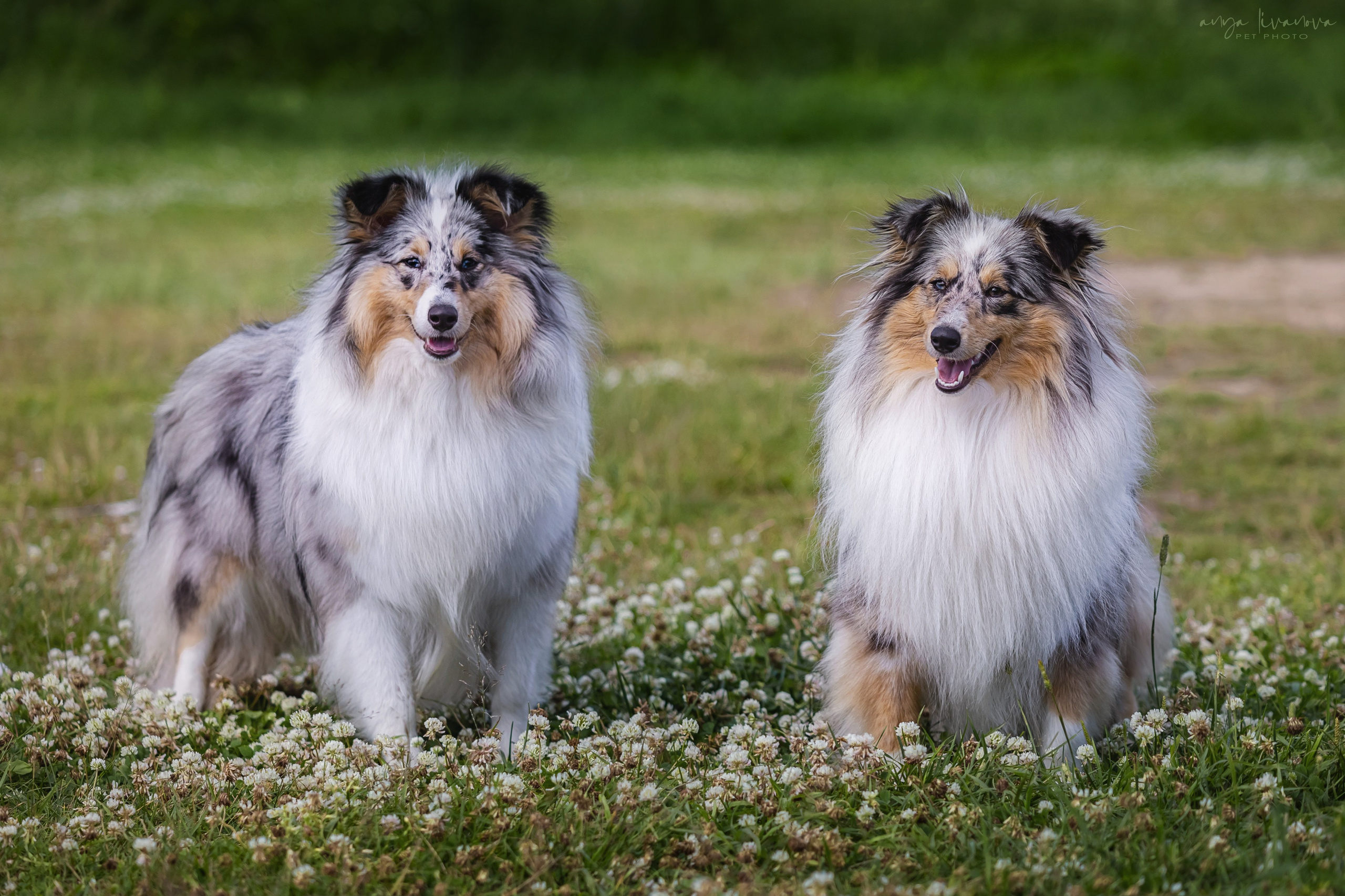 Шелти Мальвина и Марго. Фотограф анималист Аня Ливанова | Рыбинск