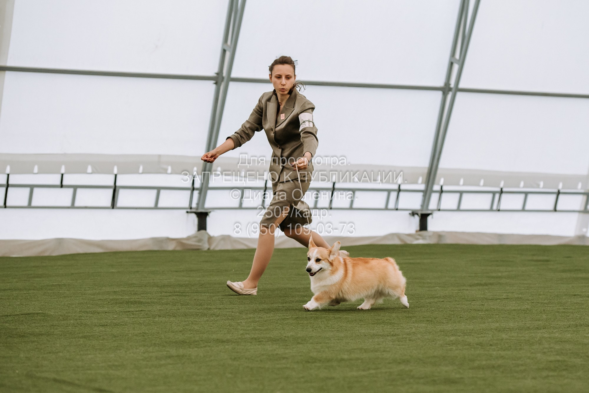 Выставка собак Красноярск 2.06. Фотограф Диана Оленина Красноярск / Братск