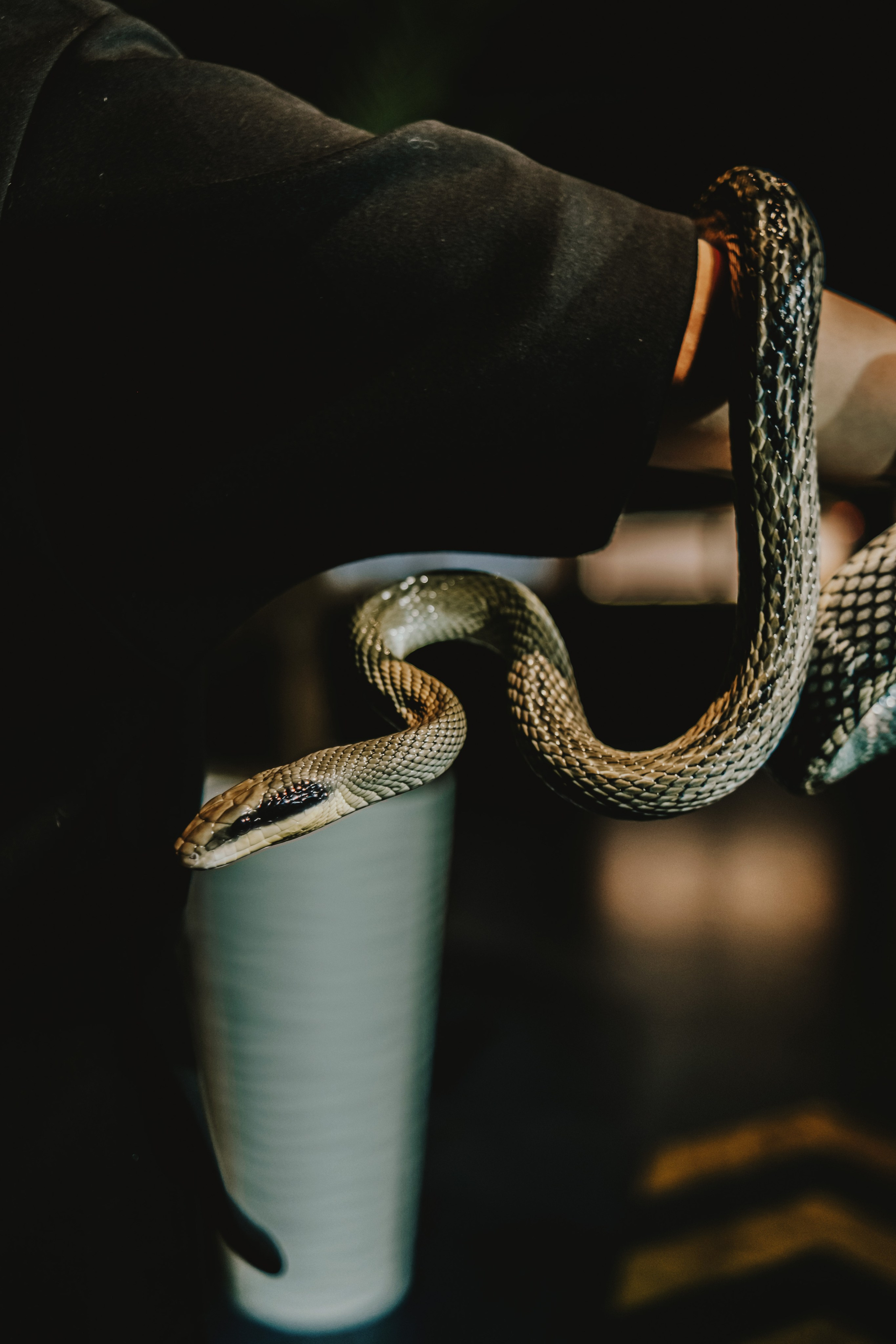 Дом Драконов. Nattie.ph