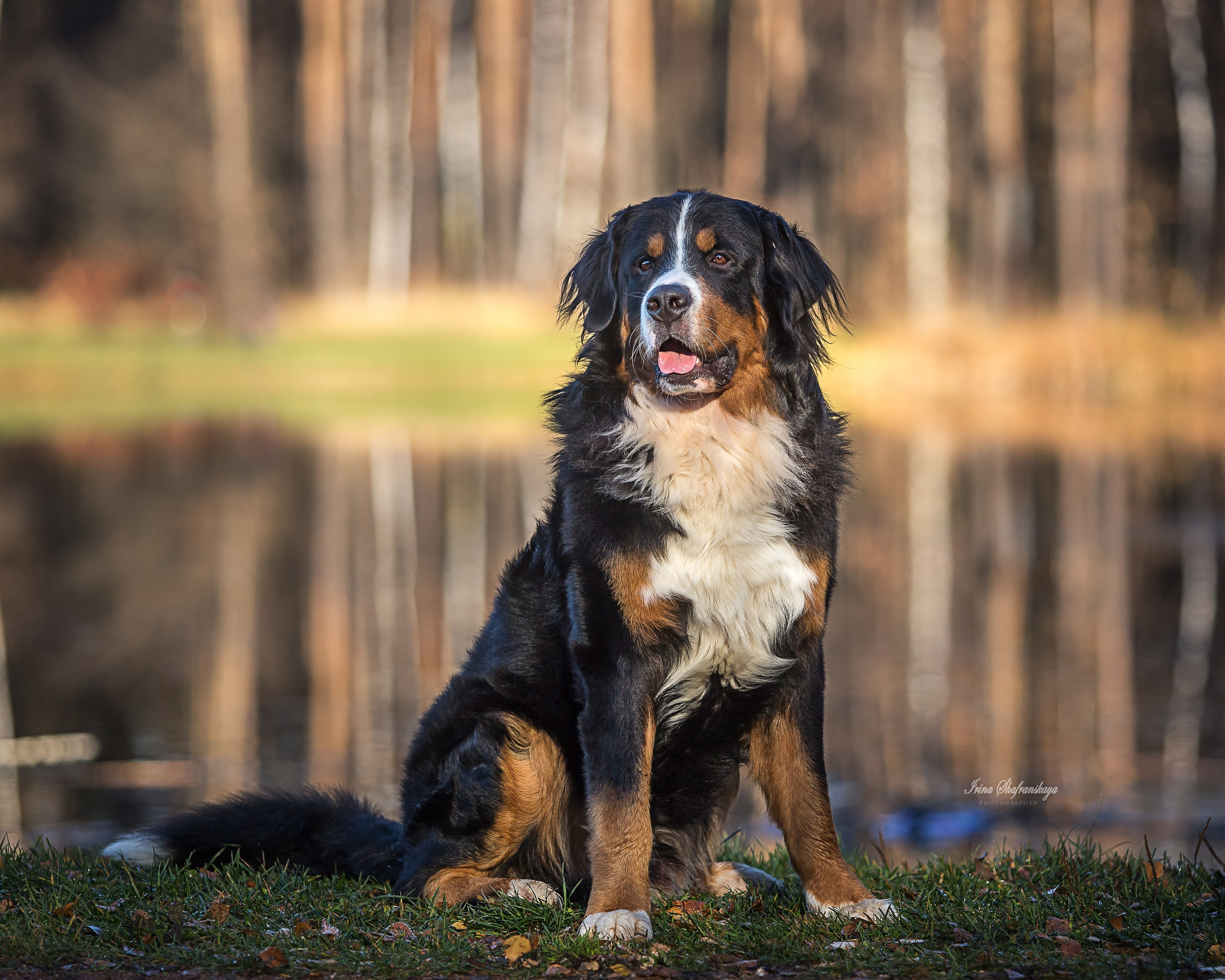 Фотопроект «4 лапки». Репортажный фотограф в Москве