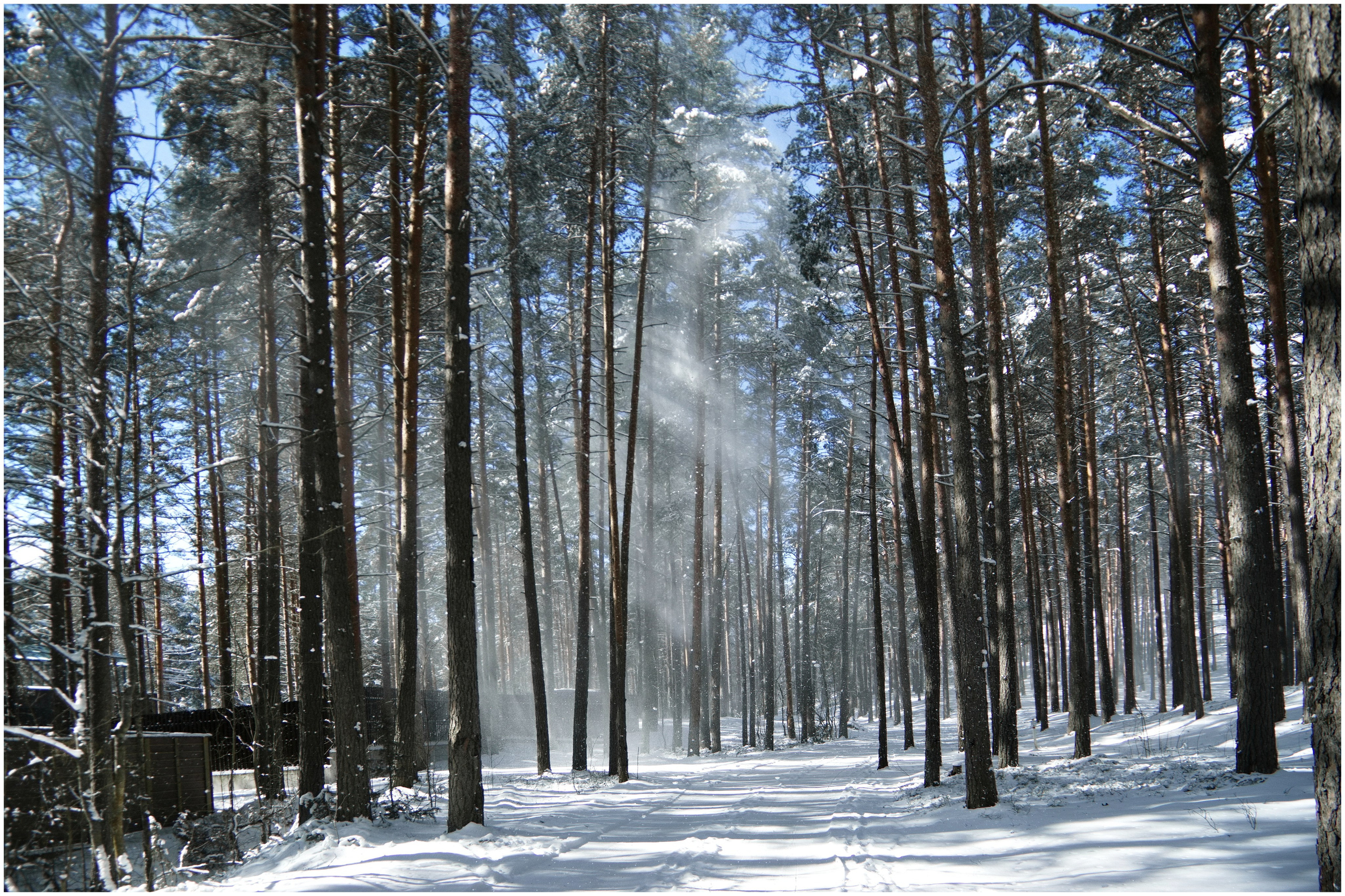 зима.лес.сосны.мороз