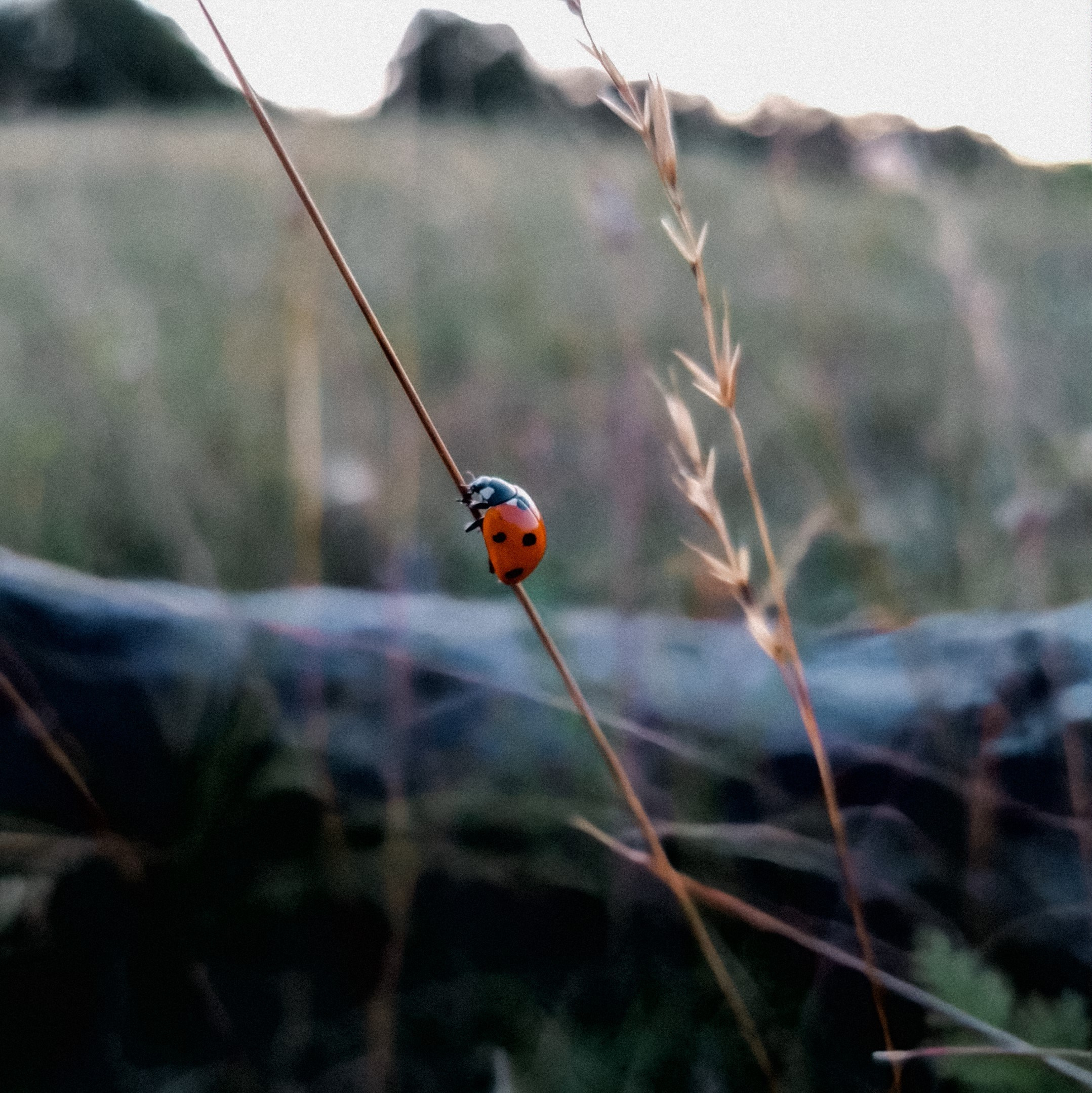 Дачные. Фотограф Алиса Аспер