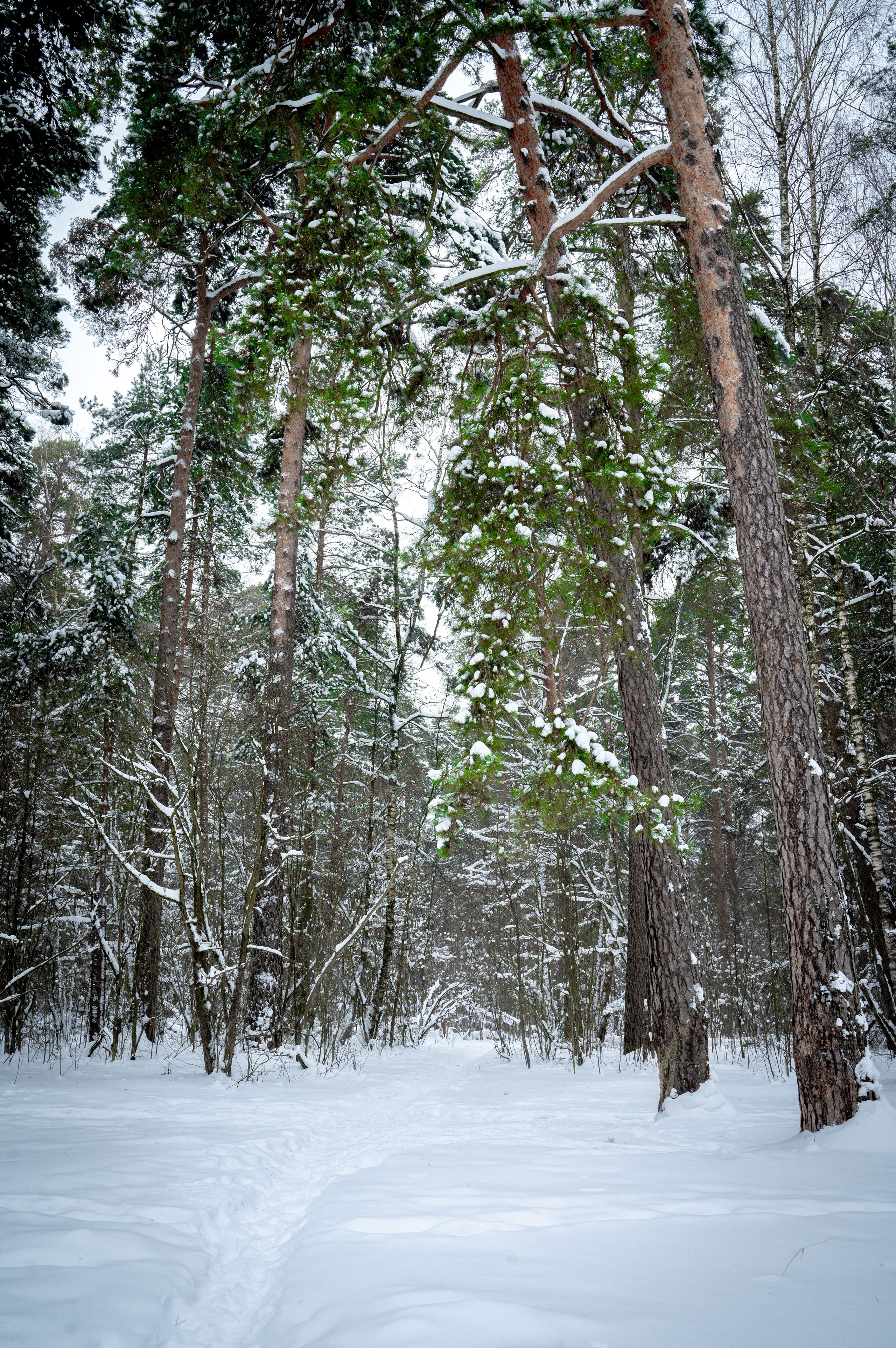 Прогулка с собакой. Зима, лес, Москва. Vadim Nevenglovskii Фотограф в разных жанрах