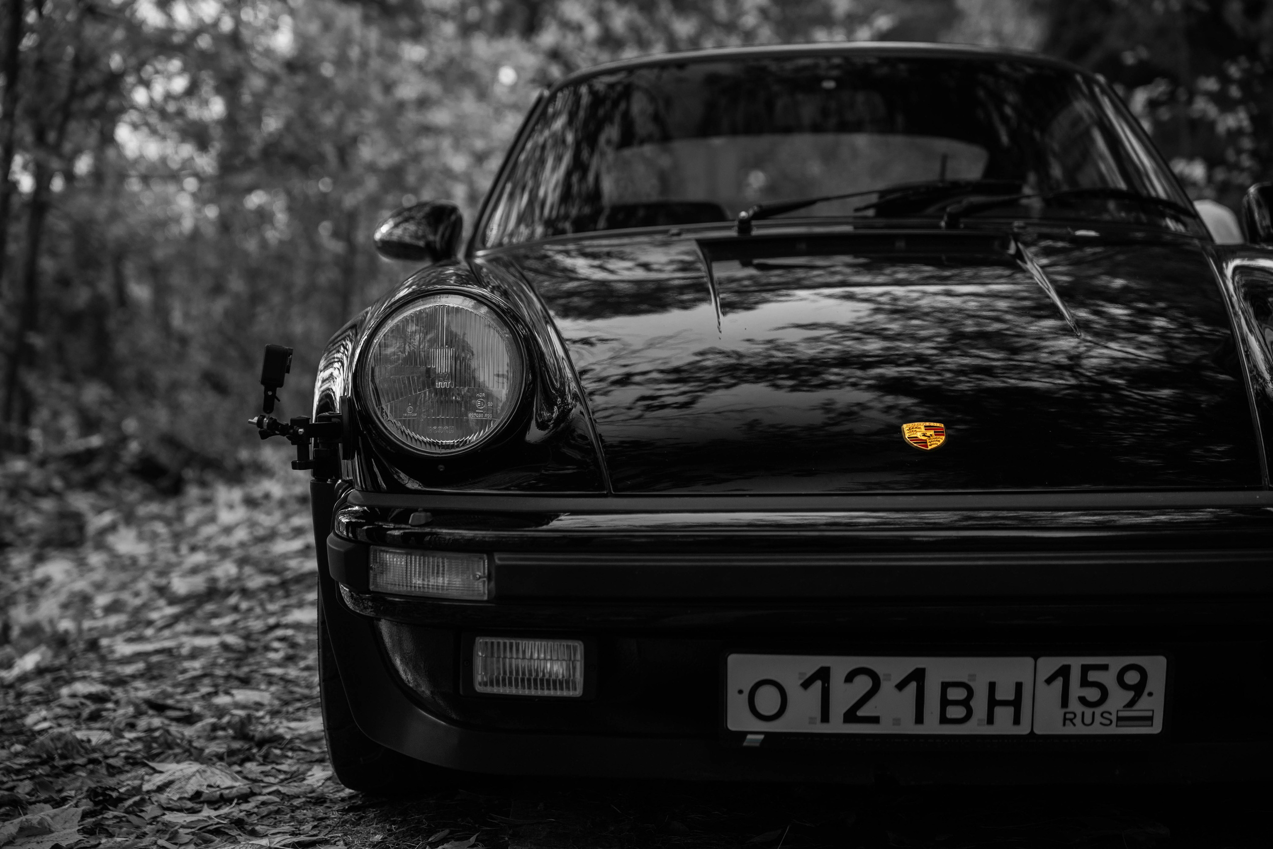 Галерея. Beardy Pix