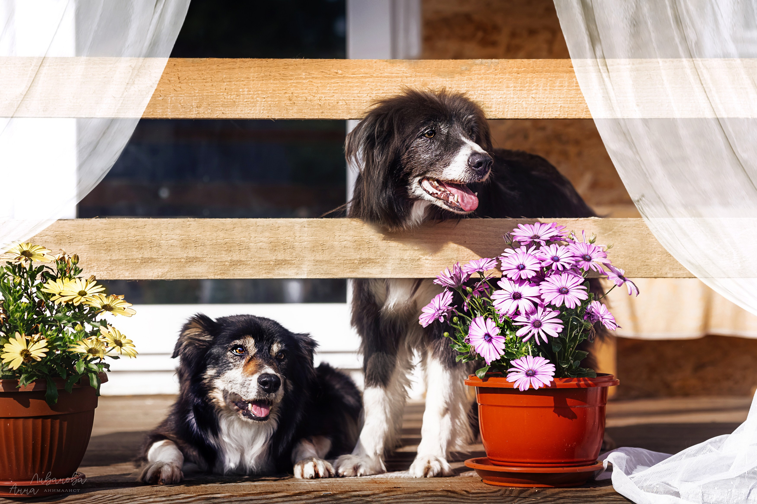 Рита и Ко. Фотограф анималист Аня Ливанова | Рыбинск