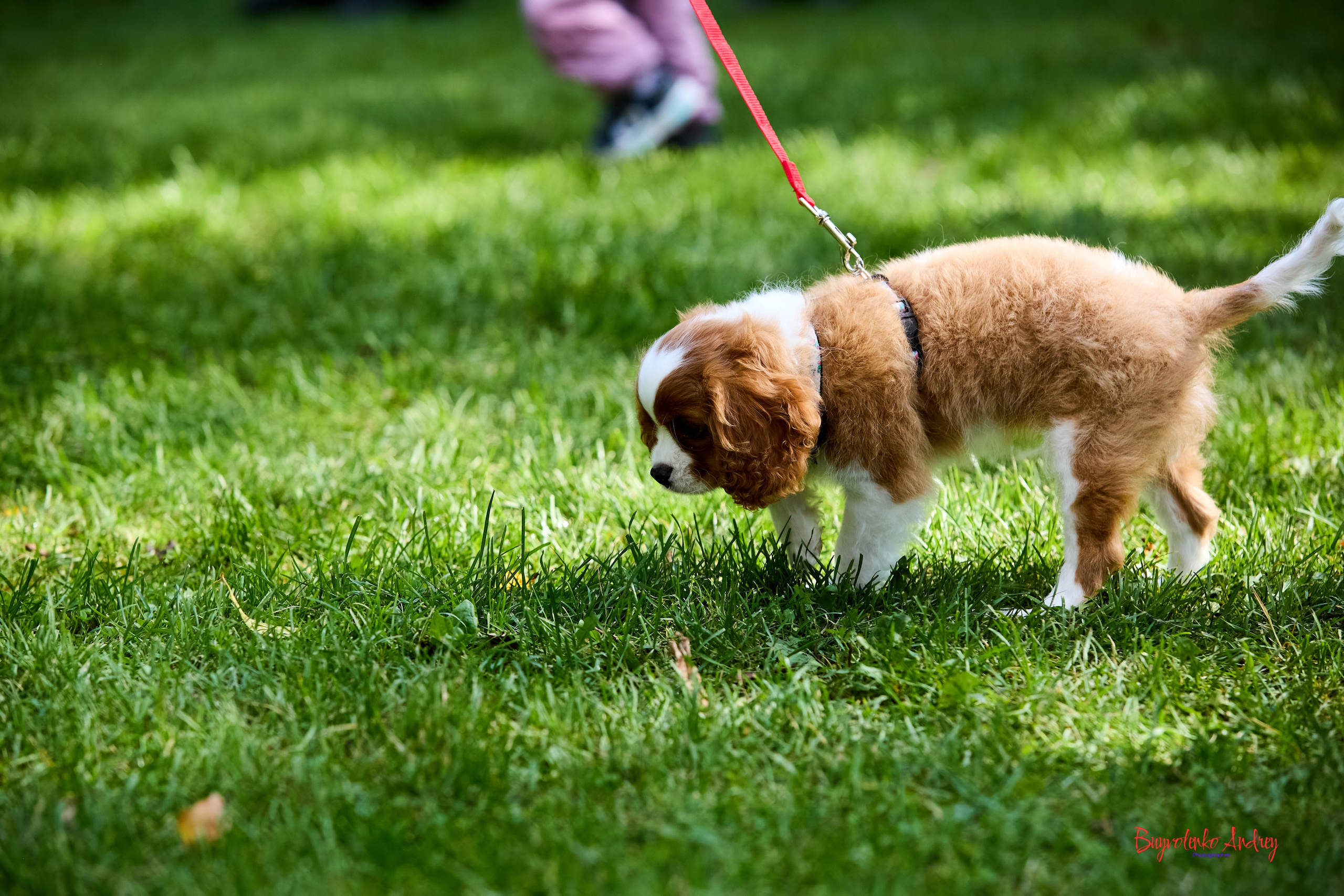 Фотопрогулка с кавалерами. Buyvolenko Andrey