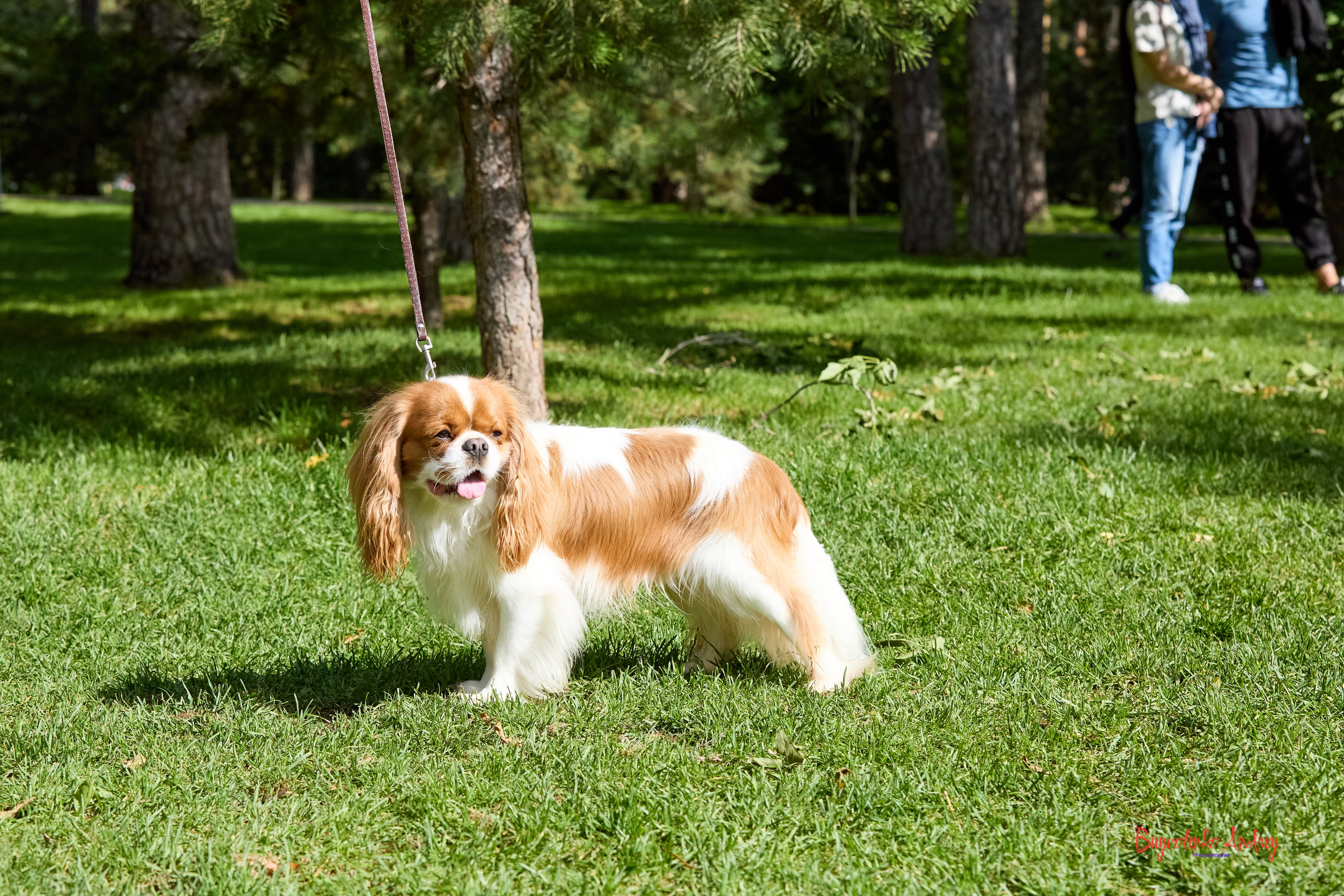 Фотопрогулка с кавалерами. Buyvolenko Andrey