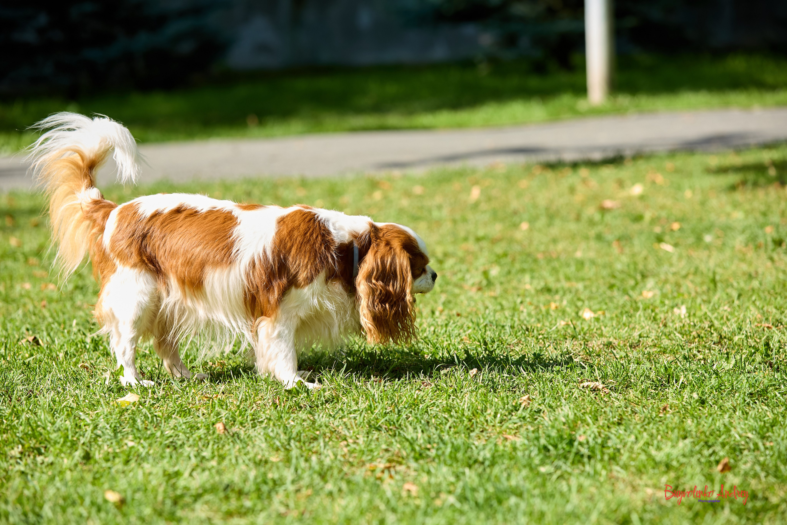 Фотопрогулка с кавалерами. Buyvolenko Andrey