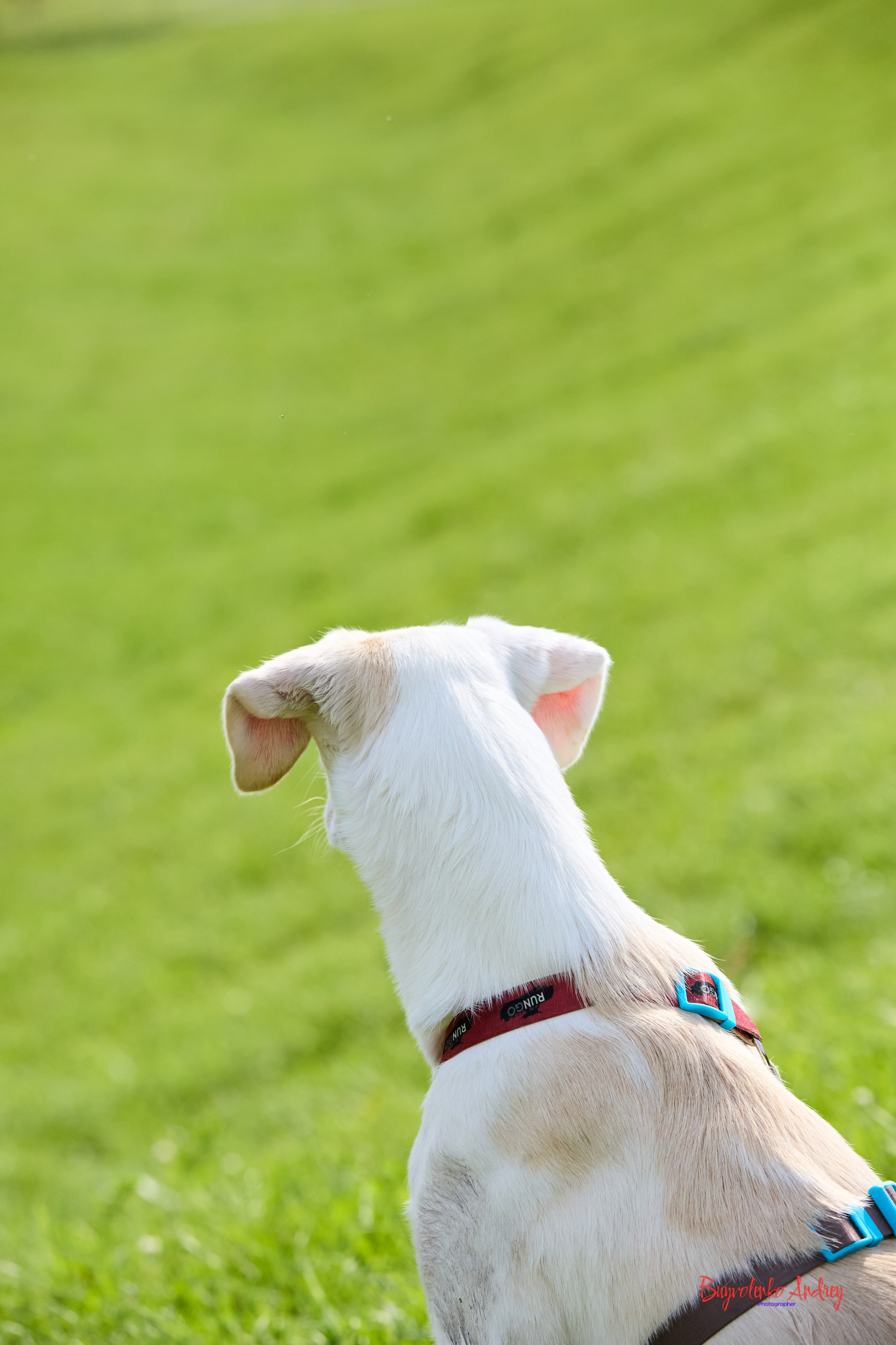 Проект фотопрогулка с хвостиком. Buyvolenko Andrey