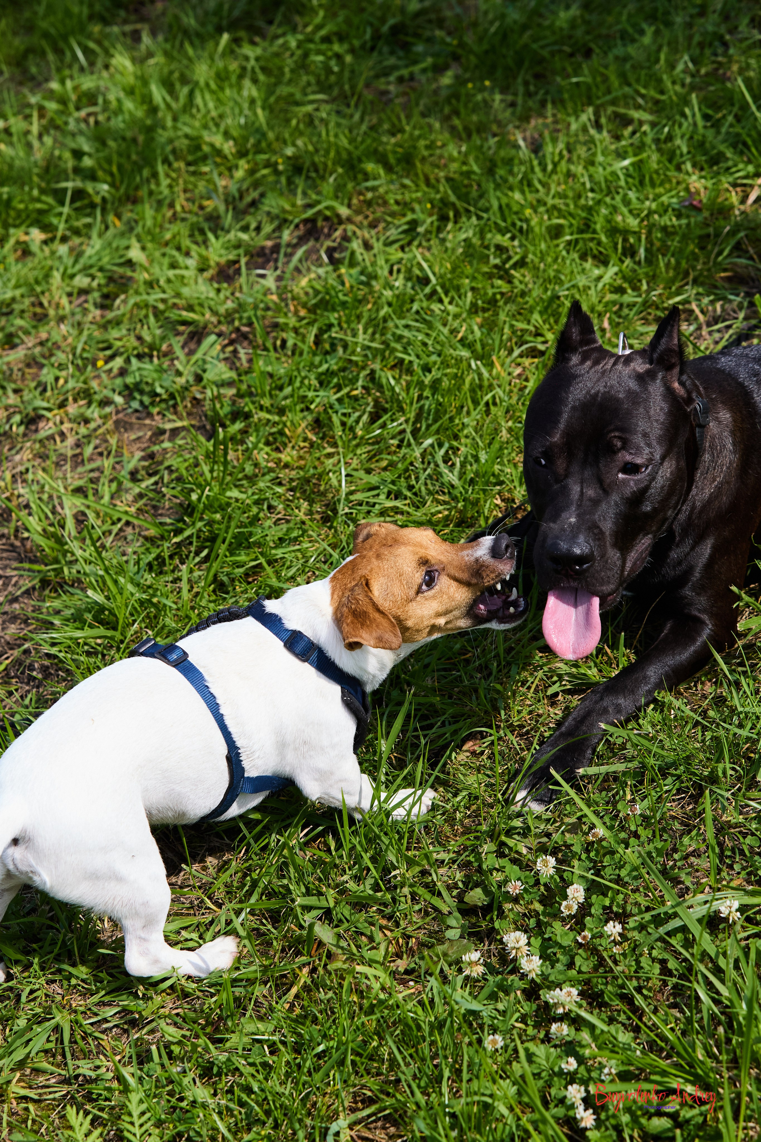 Проект фотопрогулка с хвостиком. Buyvolenko Andrey