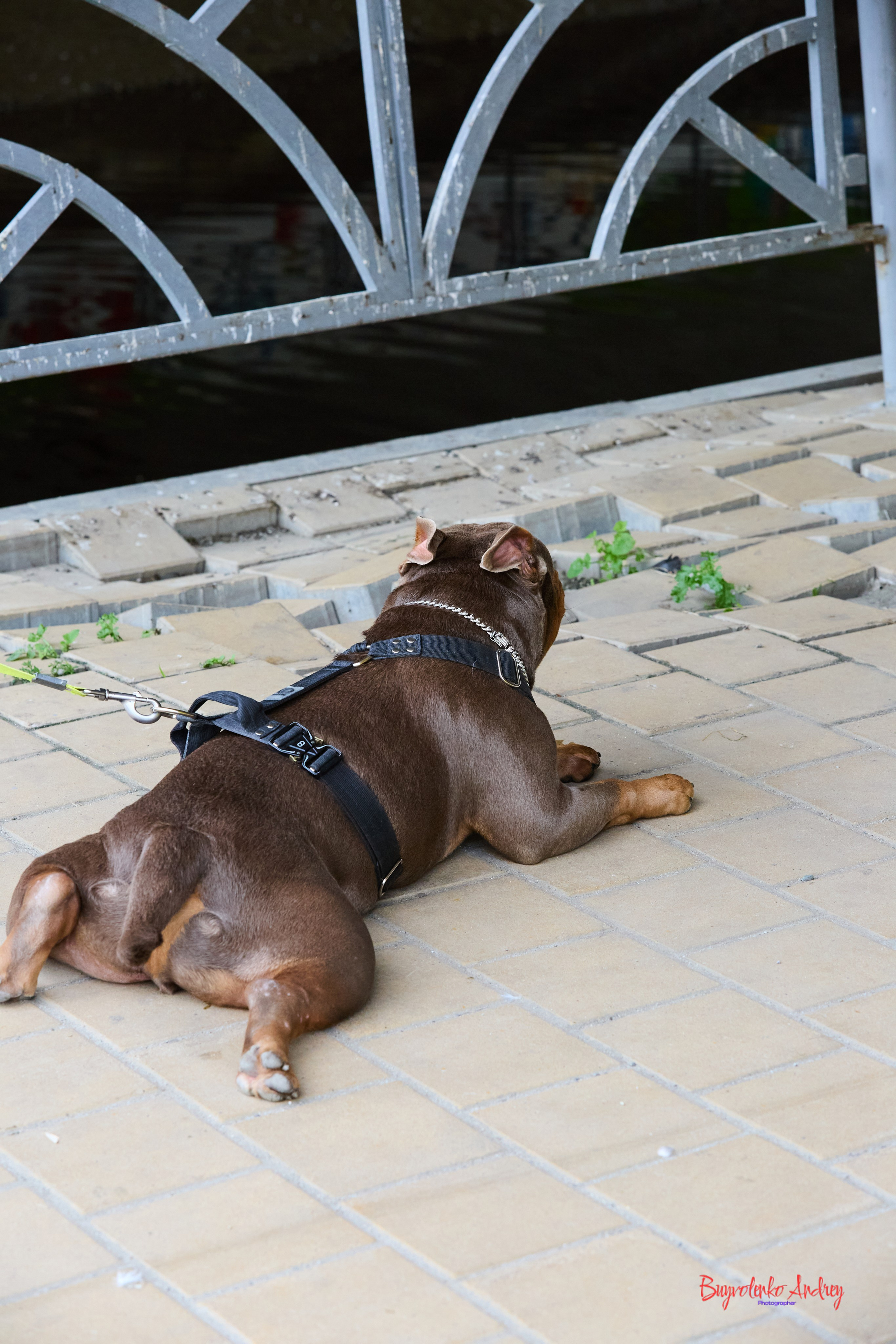 Проект фотопрогулка с хвостиком. Buyvolenko Andrey