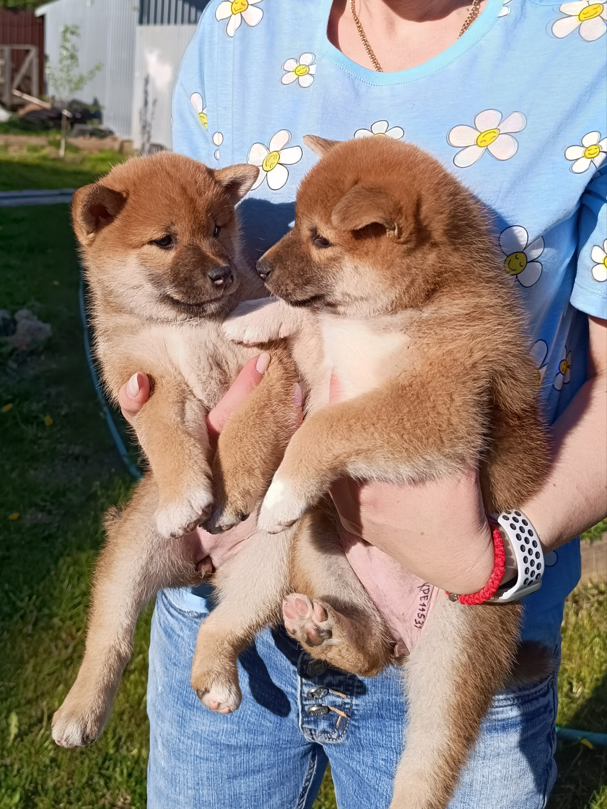 сиба питомник Рубилайт щенки на продажу rubylight  сиба щенки купить СПб Санкт-Петербург