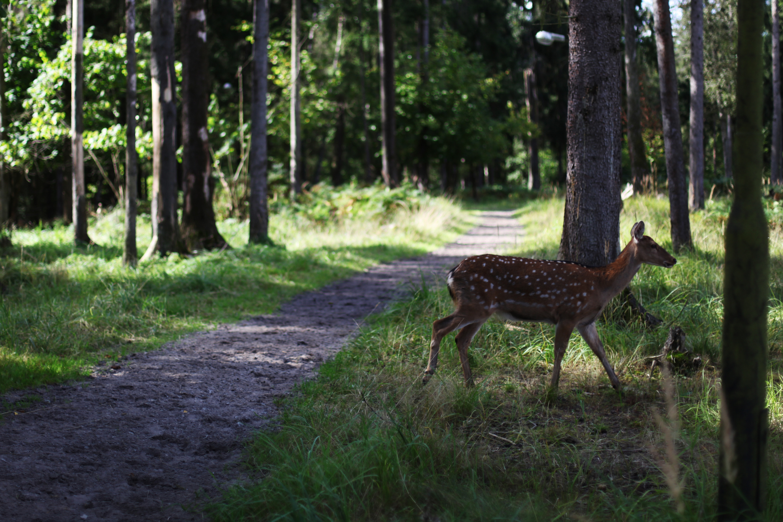 Бемби / 2020. Репортажный и портретный фотограф Русакова Жанна