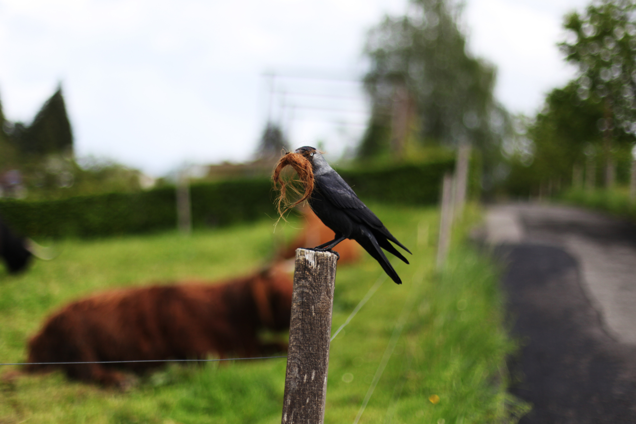 Швейцария / 2012. Репортажный и портретный фотограф Русакова Жанна