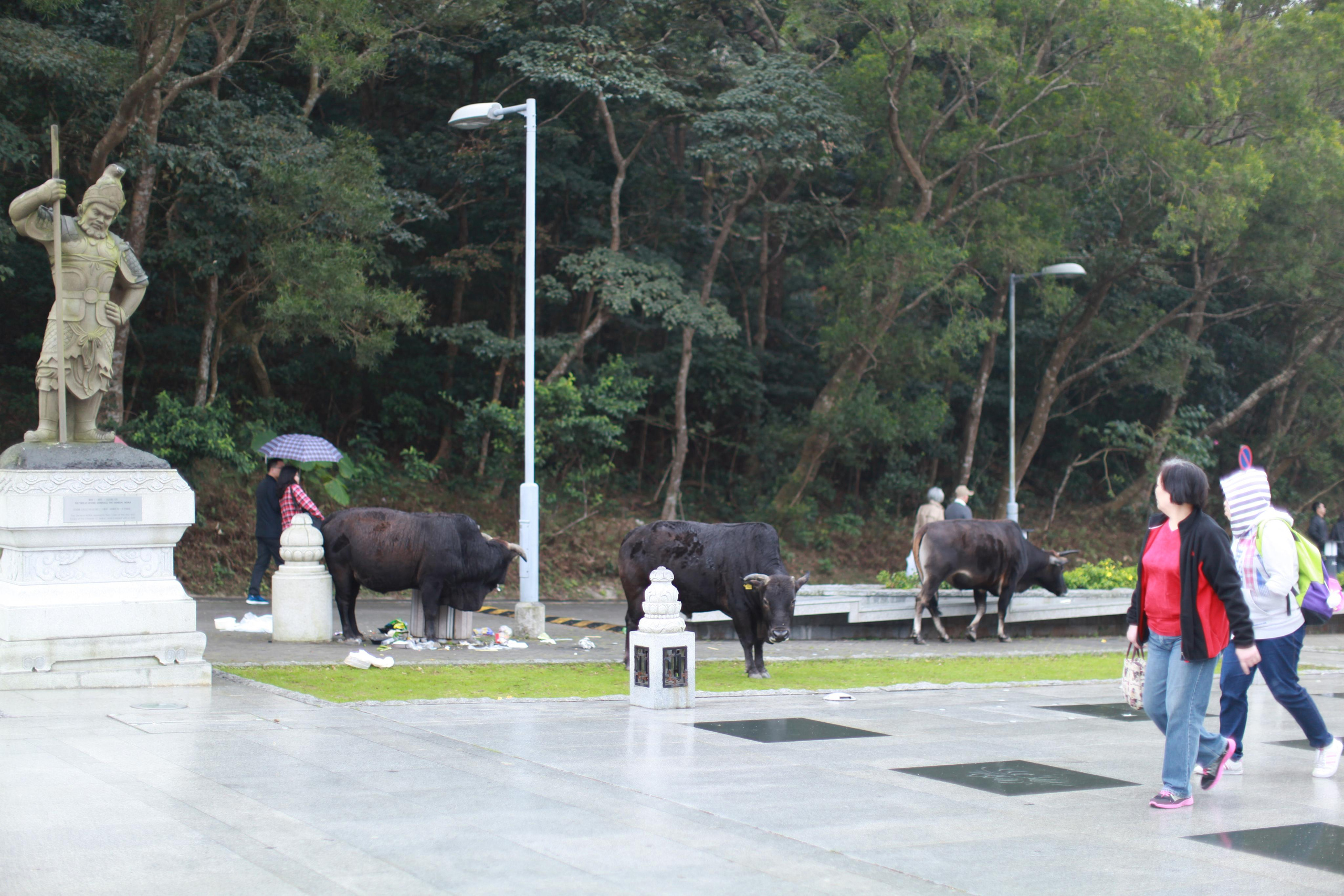 Большой Будда / 2017. Репортажный и портретный фотограф Русакова Жанна