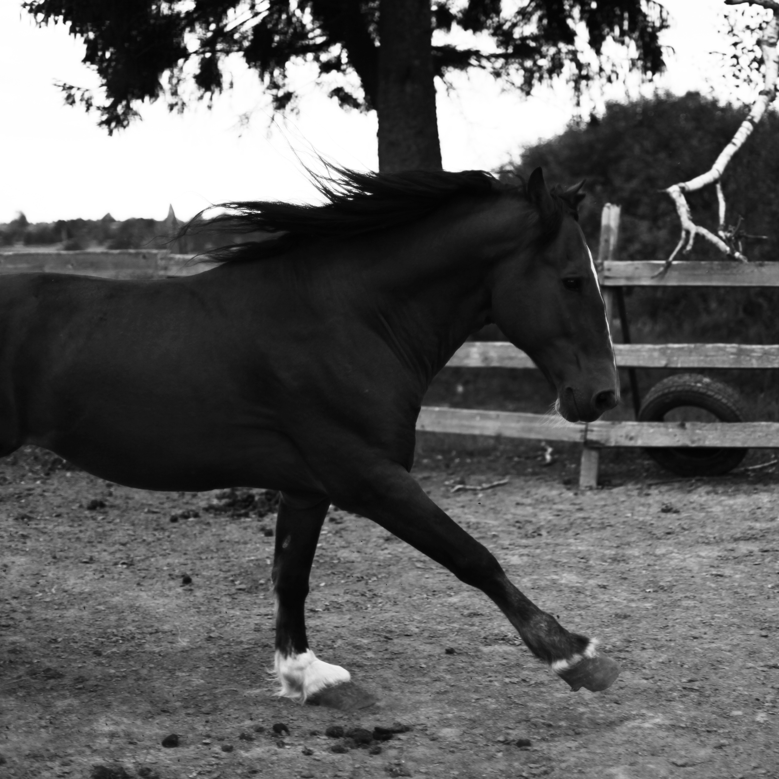 Конюшня / 2020. Репортажный и портретный фотограф Русакова Жанна