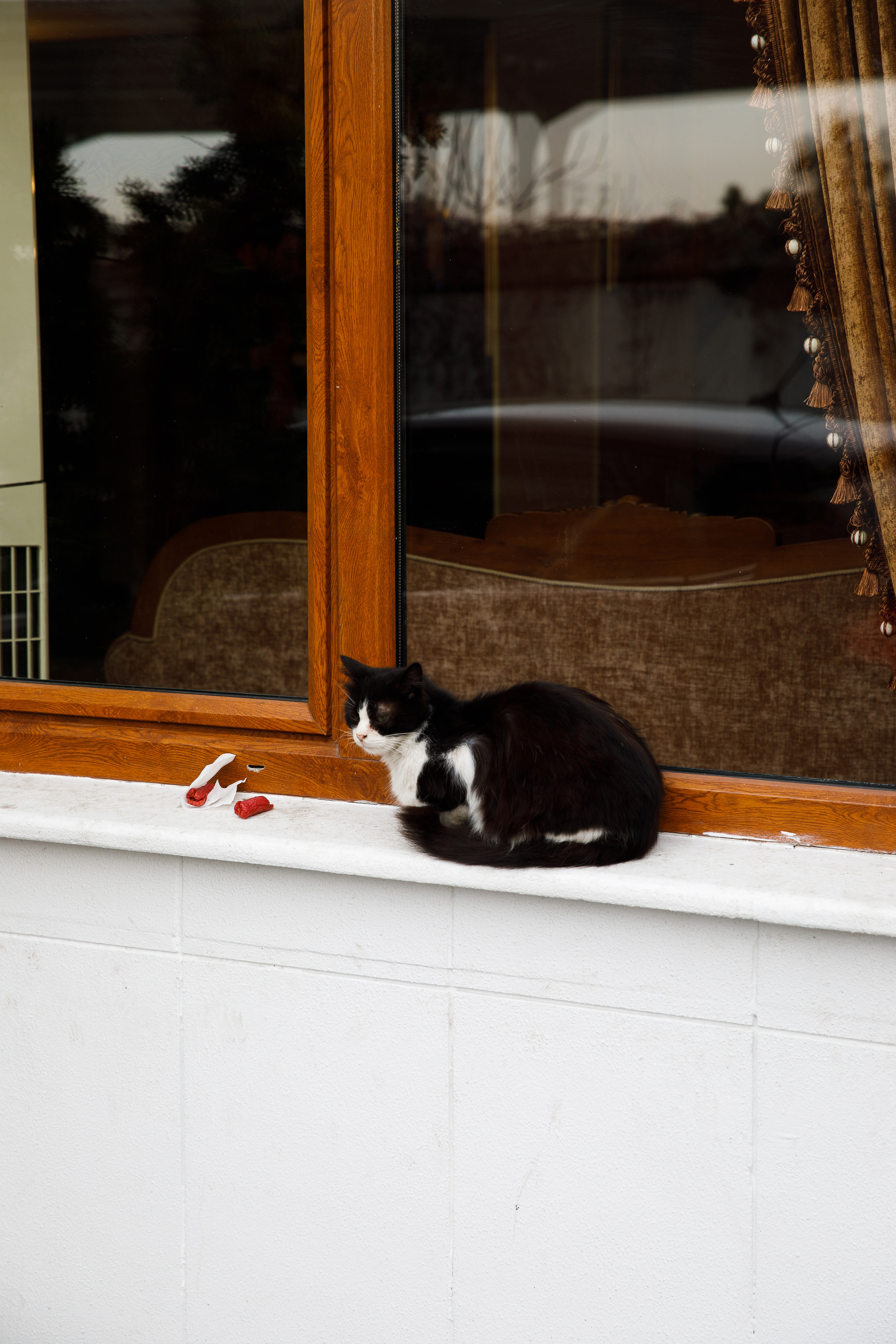 Стамбул. Город кошек. Репортажный и портретный фотограф Русакова Жанна