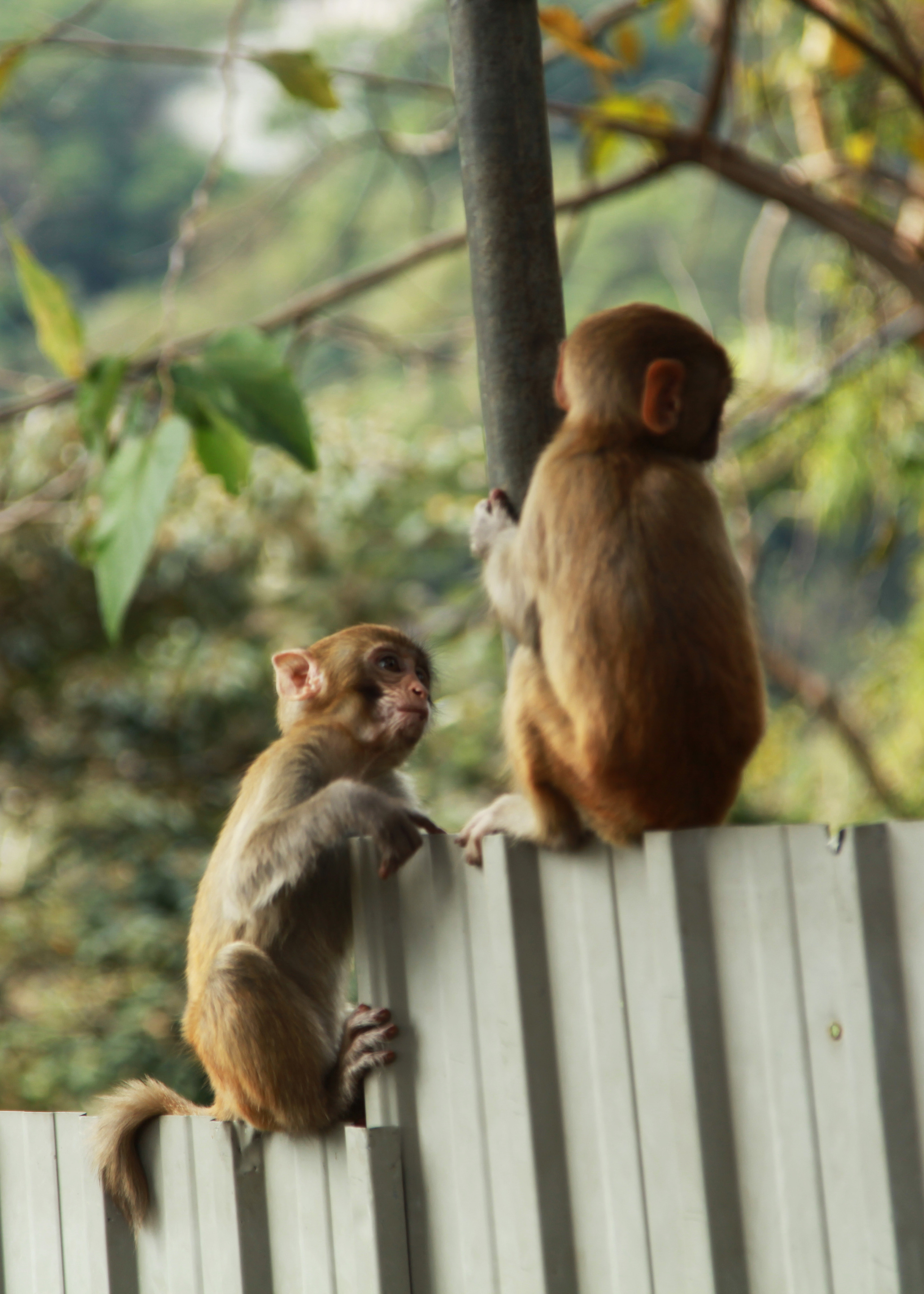 Гон Конг. Обезьянки / 2017. Репортажный и портретный фотограф Русакова Жанна