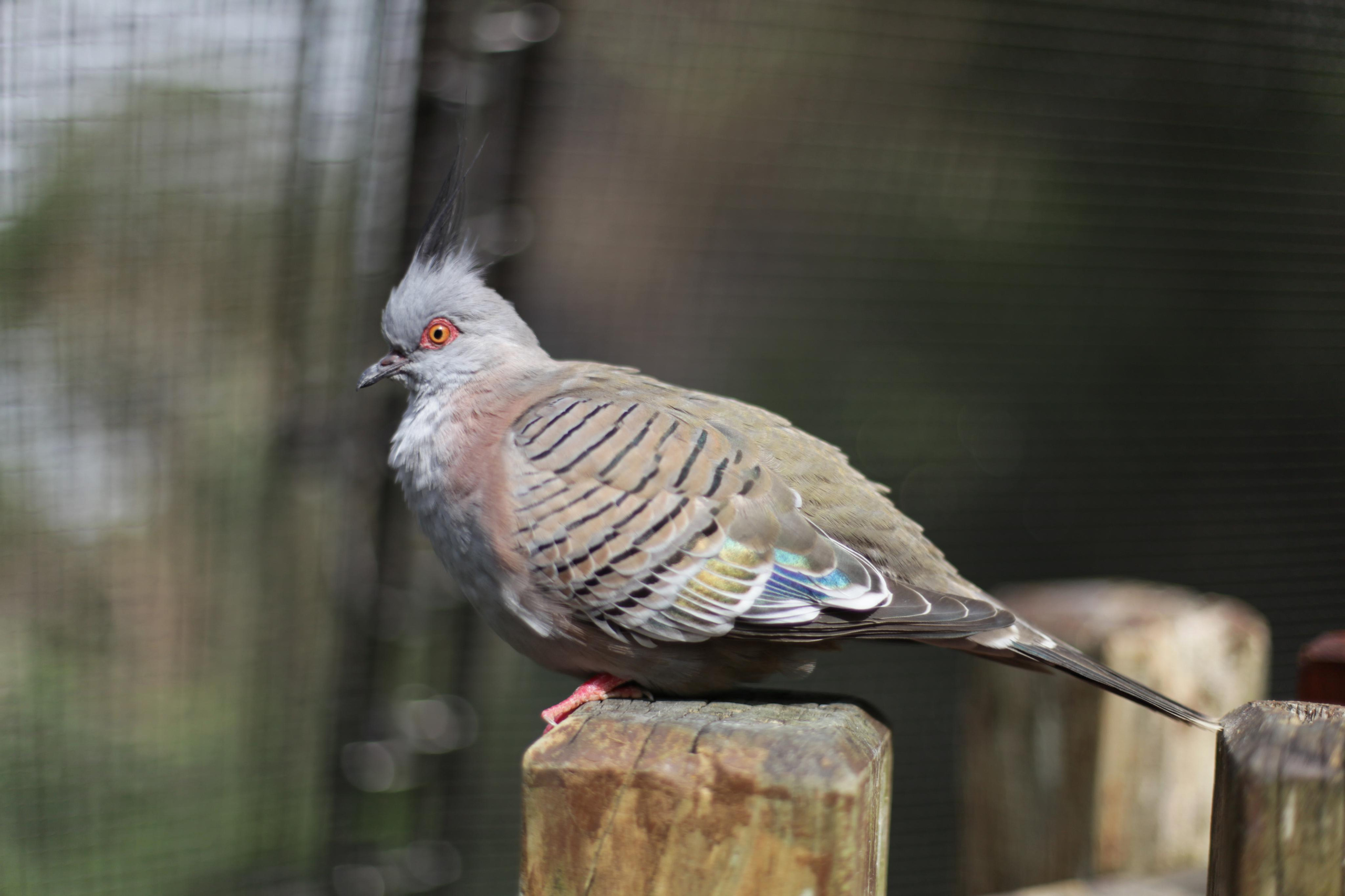 Гон Конг / 2019. Репортажный и портретный фотограф Русакова Жанна