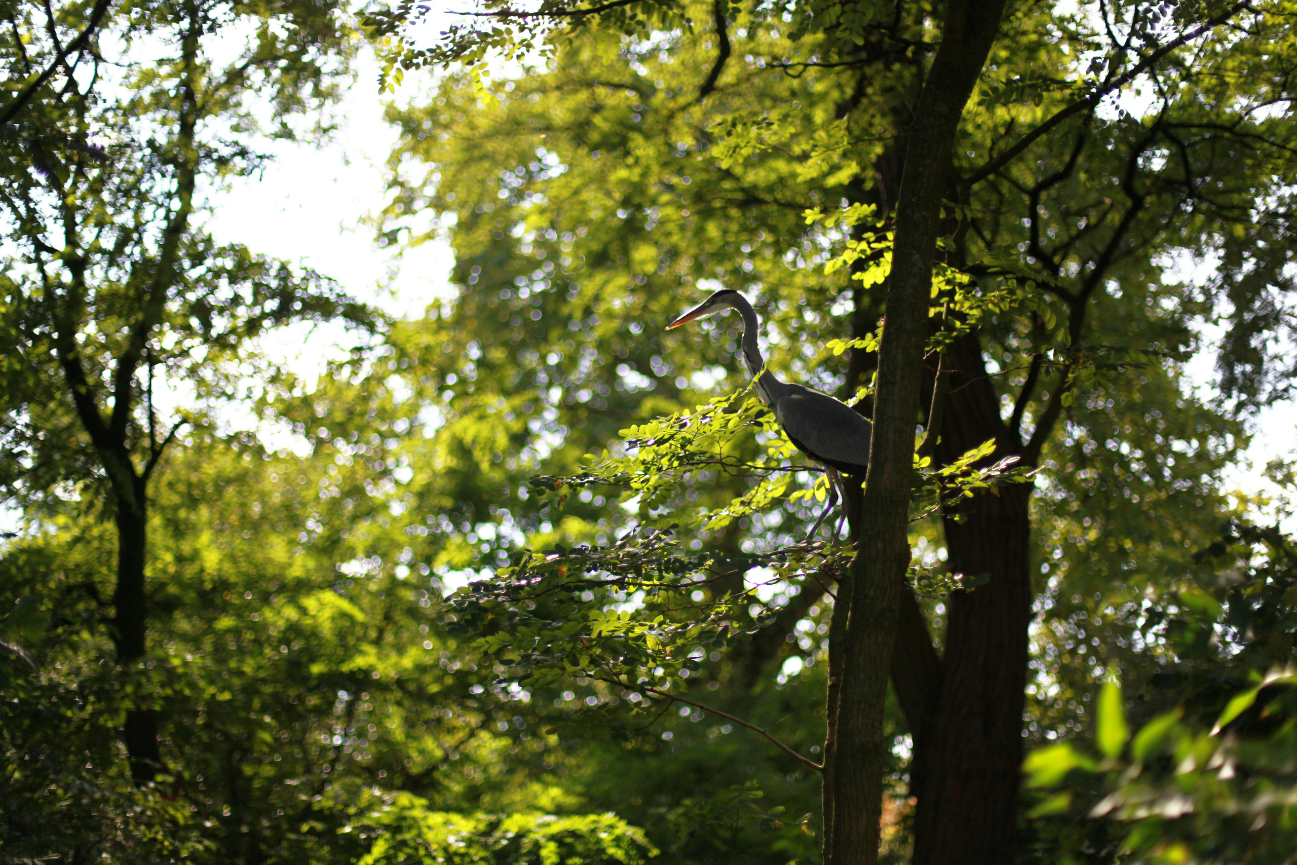 Голландия / 2017. Репортажный и портретный фотограф Русакова Жанна